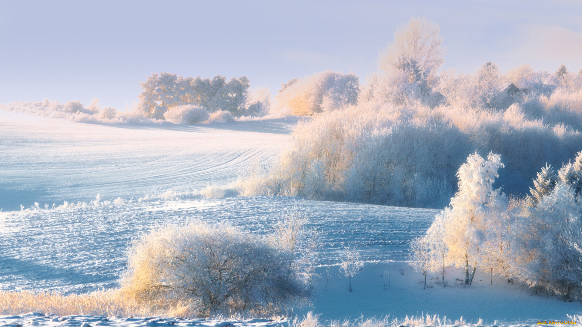 природа, зима, иней, лес, деревья, снег, утро