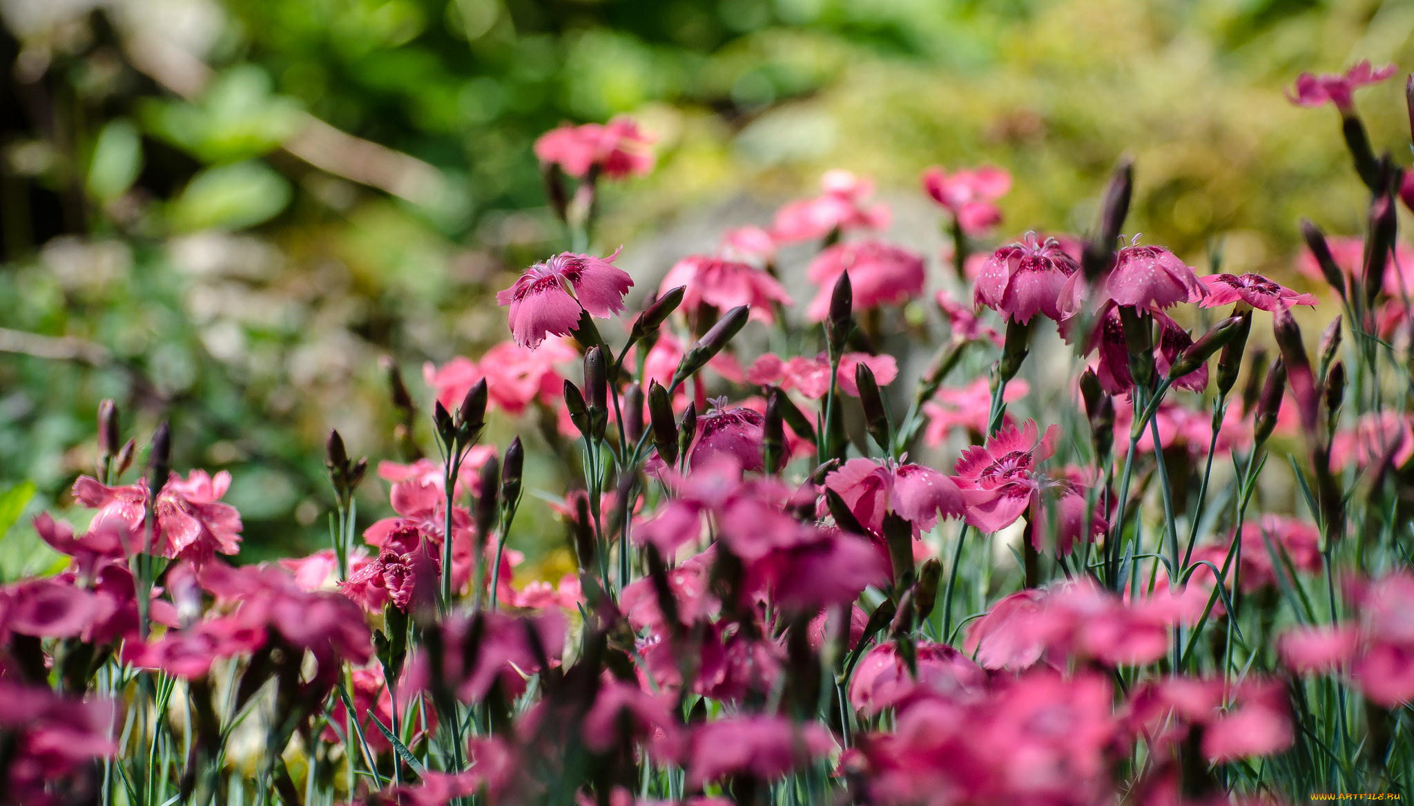 цветы, гвоздики, гвоздика, цветение, лепестки, розовая