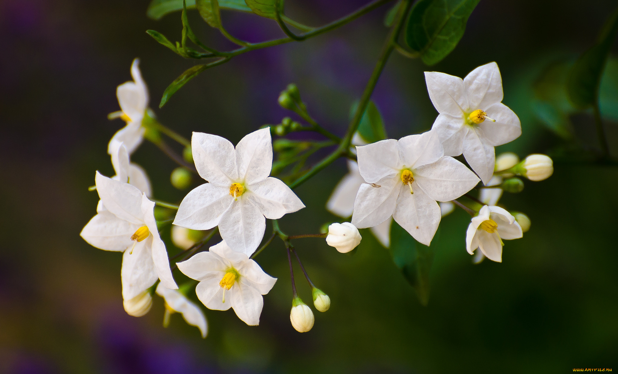 цветы, цветущие, овощи, , ягоды, цветение, белые, цветущий, картофель