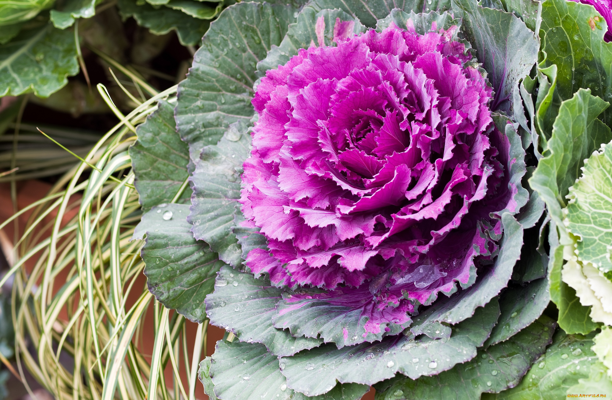 цветы, цветущие, овощи, , ягоды, капуста, цветение, лепестки, cabbage, bloom, petals