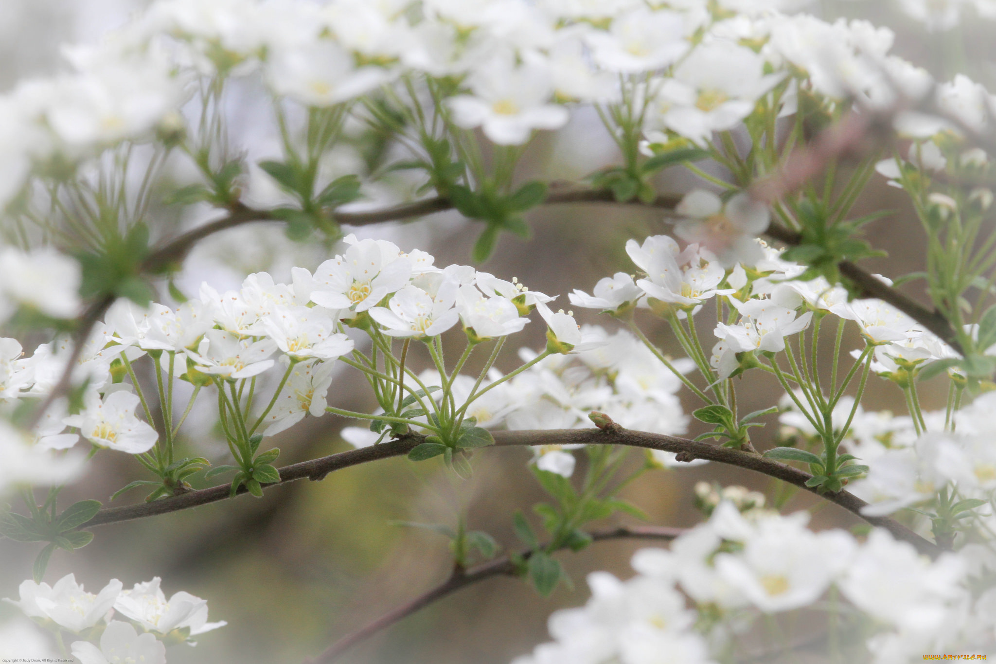 цветы, цветущие, деревья, , , кустарники, листики, ветка, нежно, цветение, цветочки