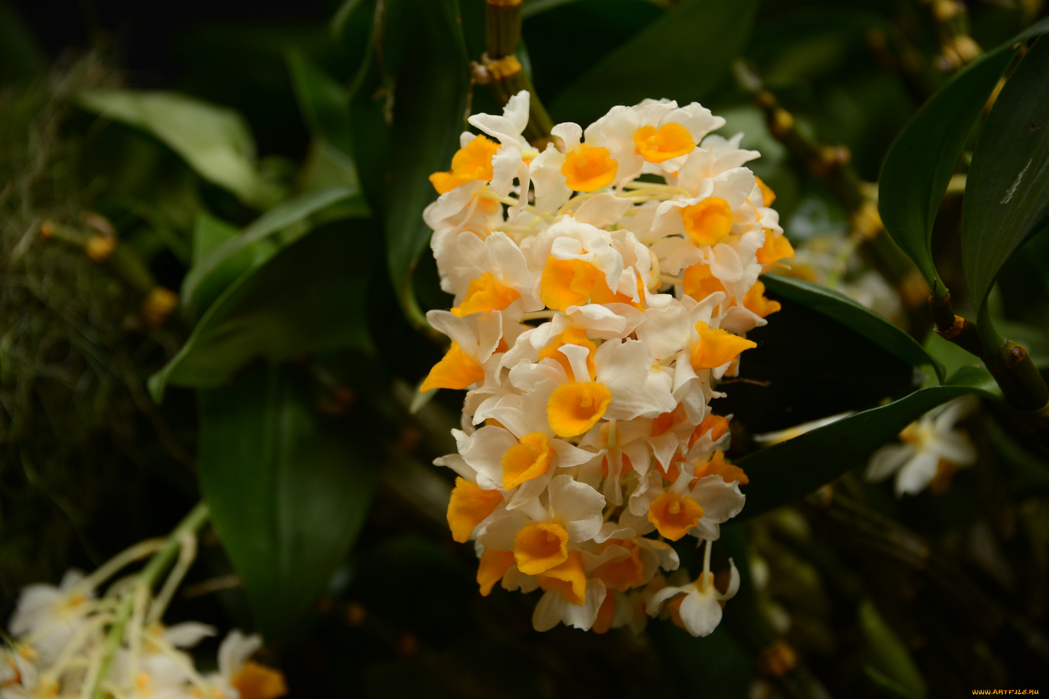 цветы, орхидеи, яркая, орхидея, цветение, лепестки