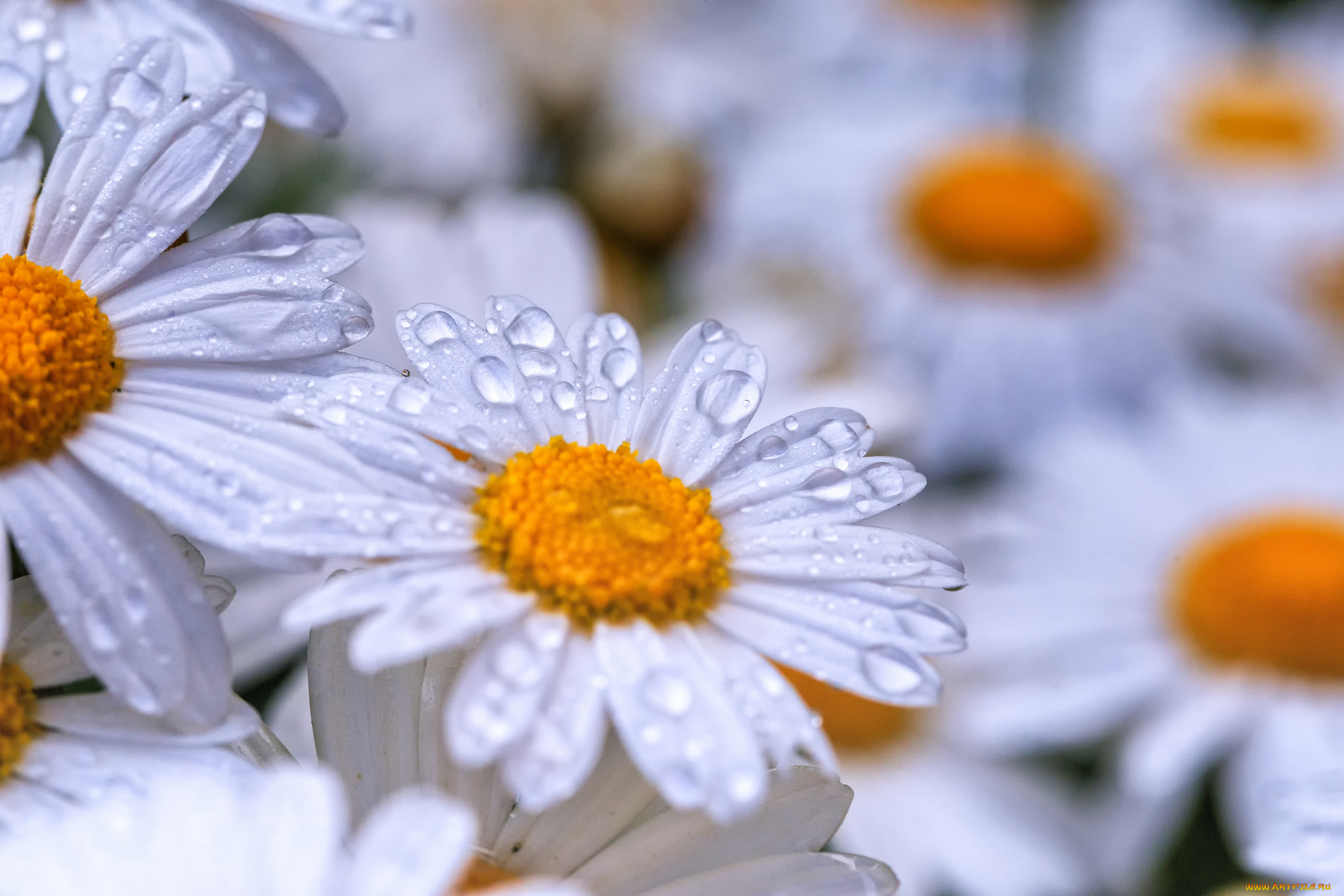 цветы, ромашки, капли, цветение, лепестки, ромашка