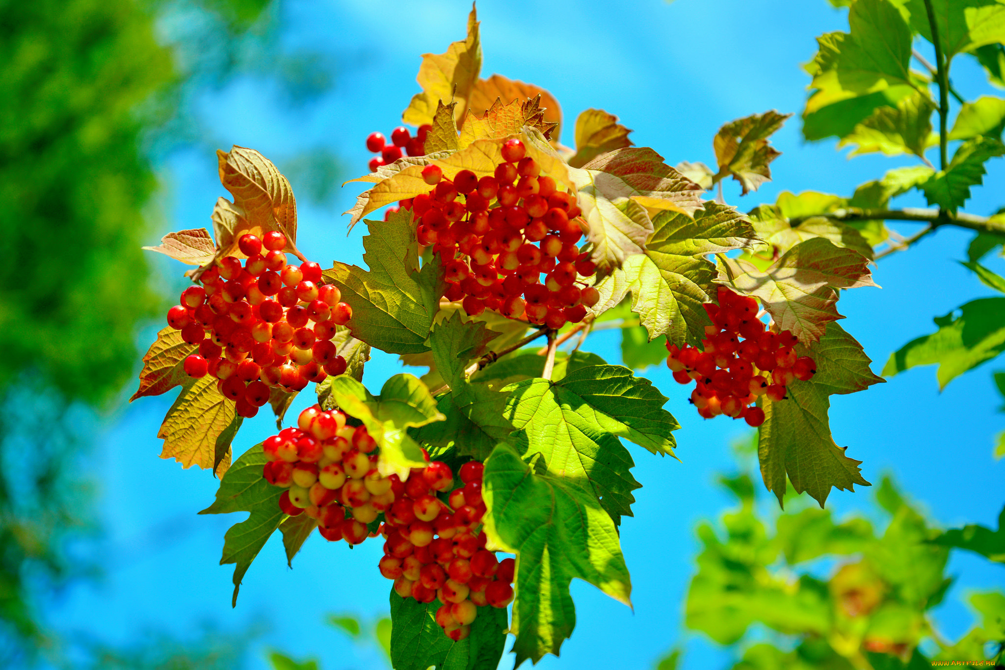 природа, Ягоды, , калина, листья, калина, красные, ягоды, небо