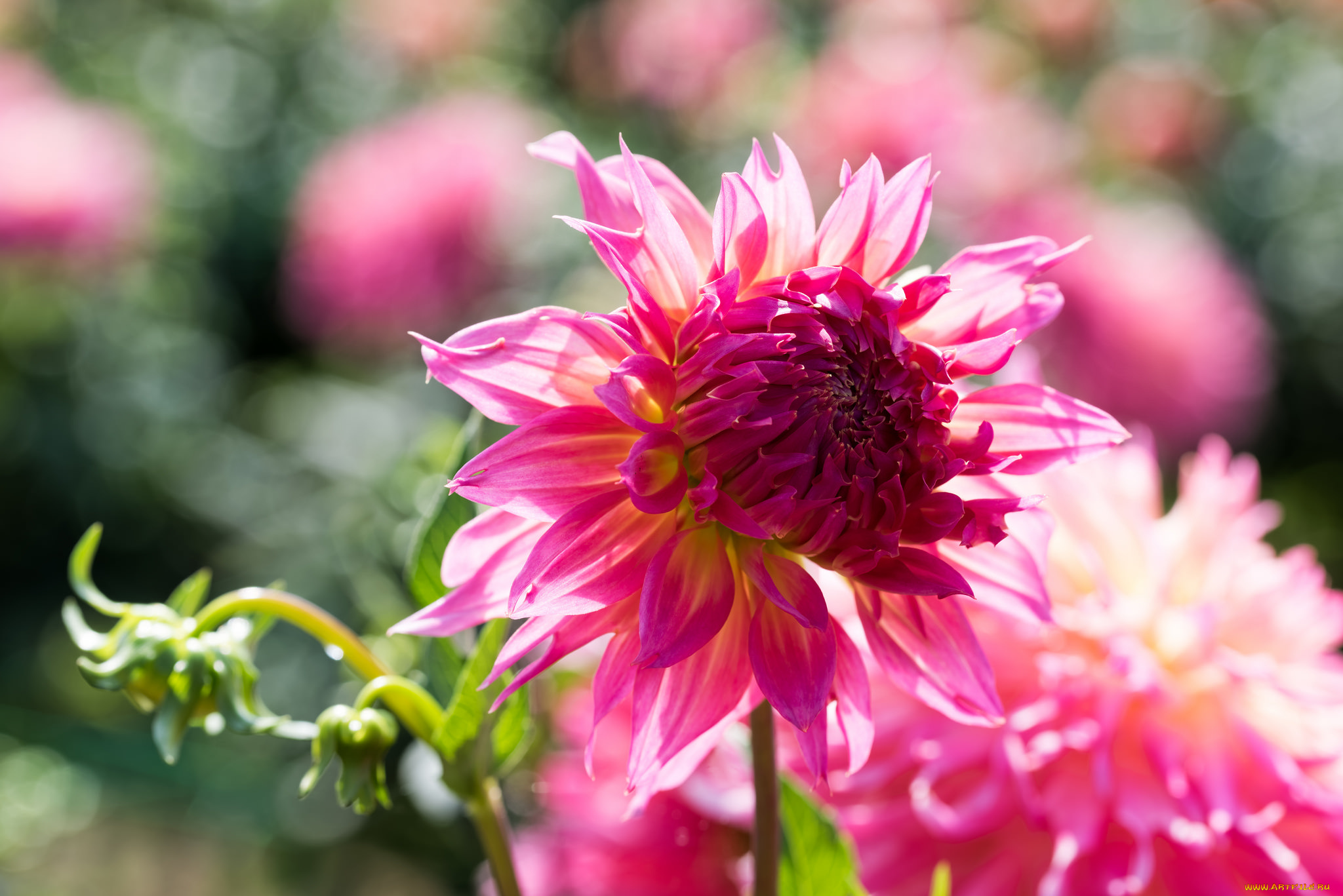 цветы, георгины, бутон, георгин, лепестки, цветение