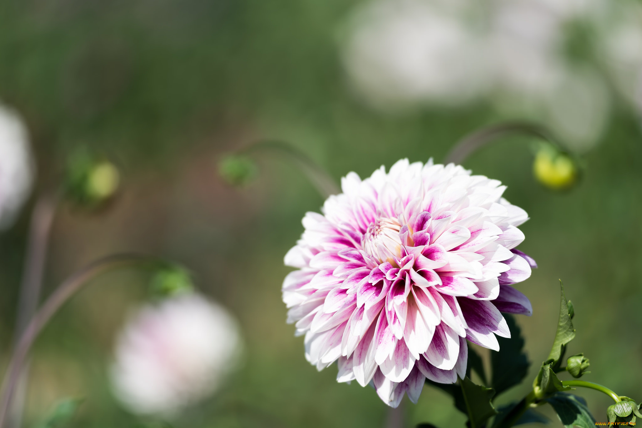 цветы, георгины, бутон, лепестки, цветение, георгин