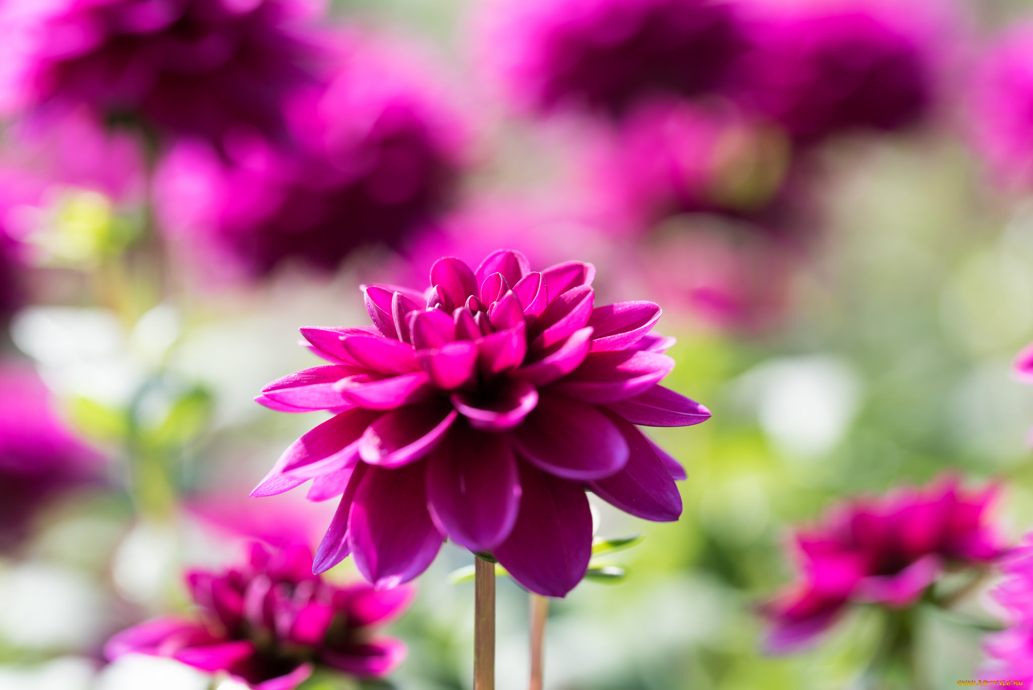 цветы, георгины, лепестки, бутон, цветение, георгин