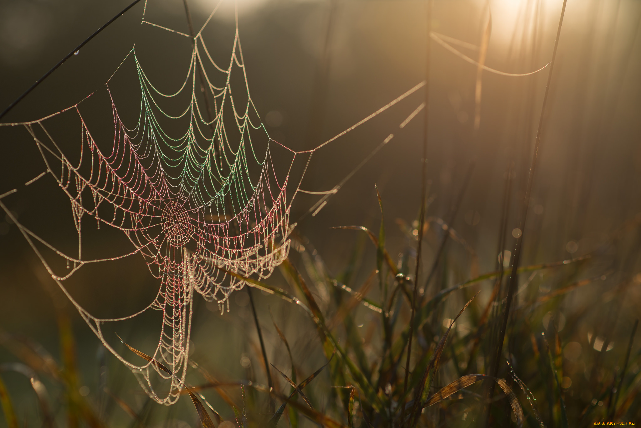 природа, макро, капли, роса, утро, паутина
