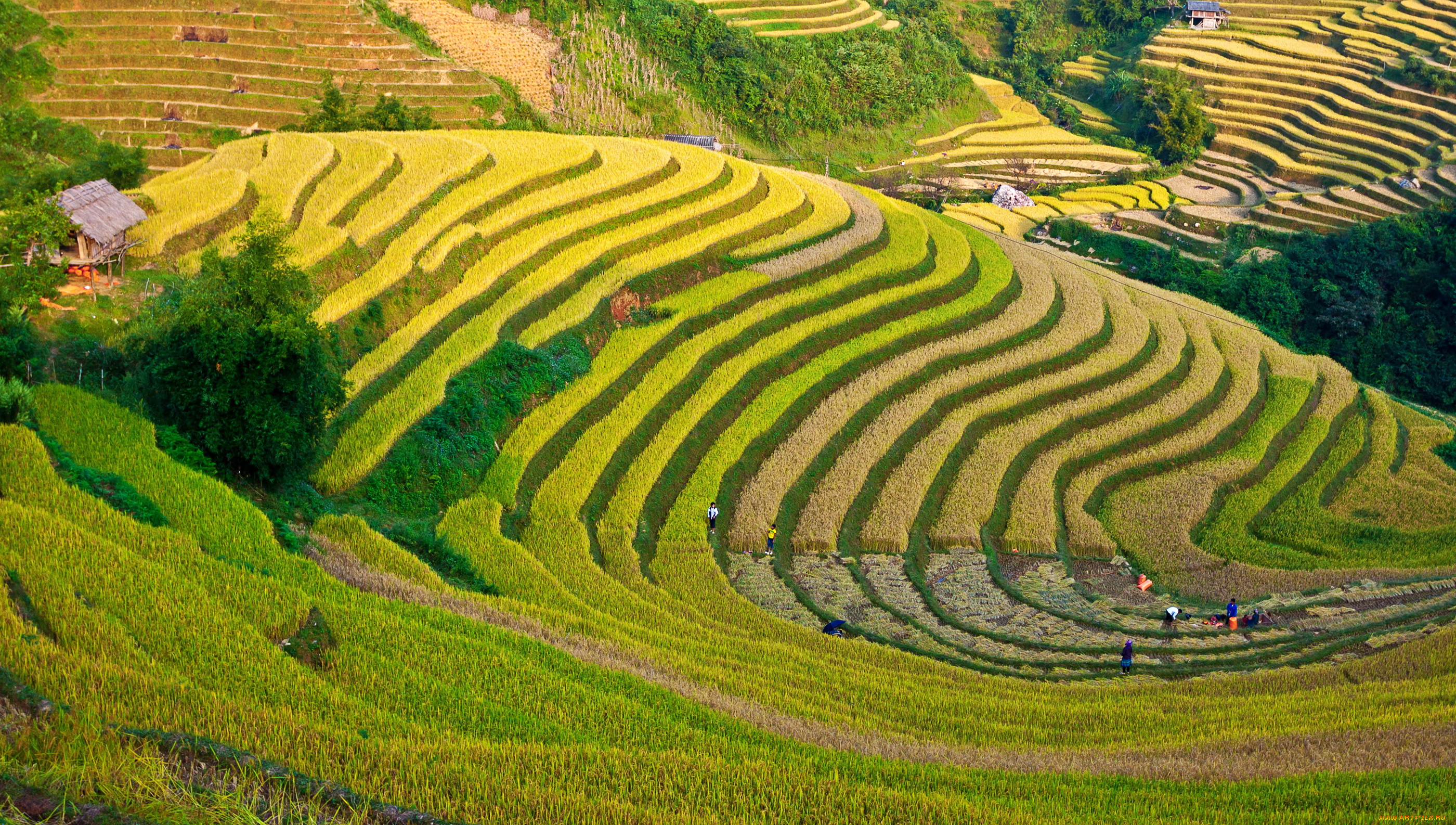 природа, поля, плантация, чай, пейзаж