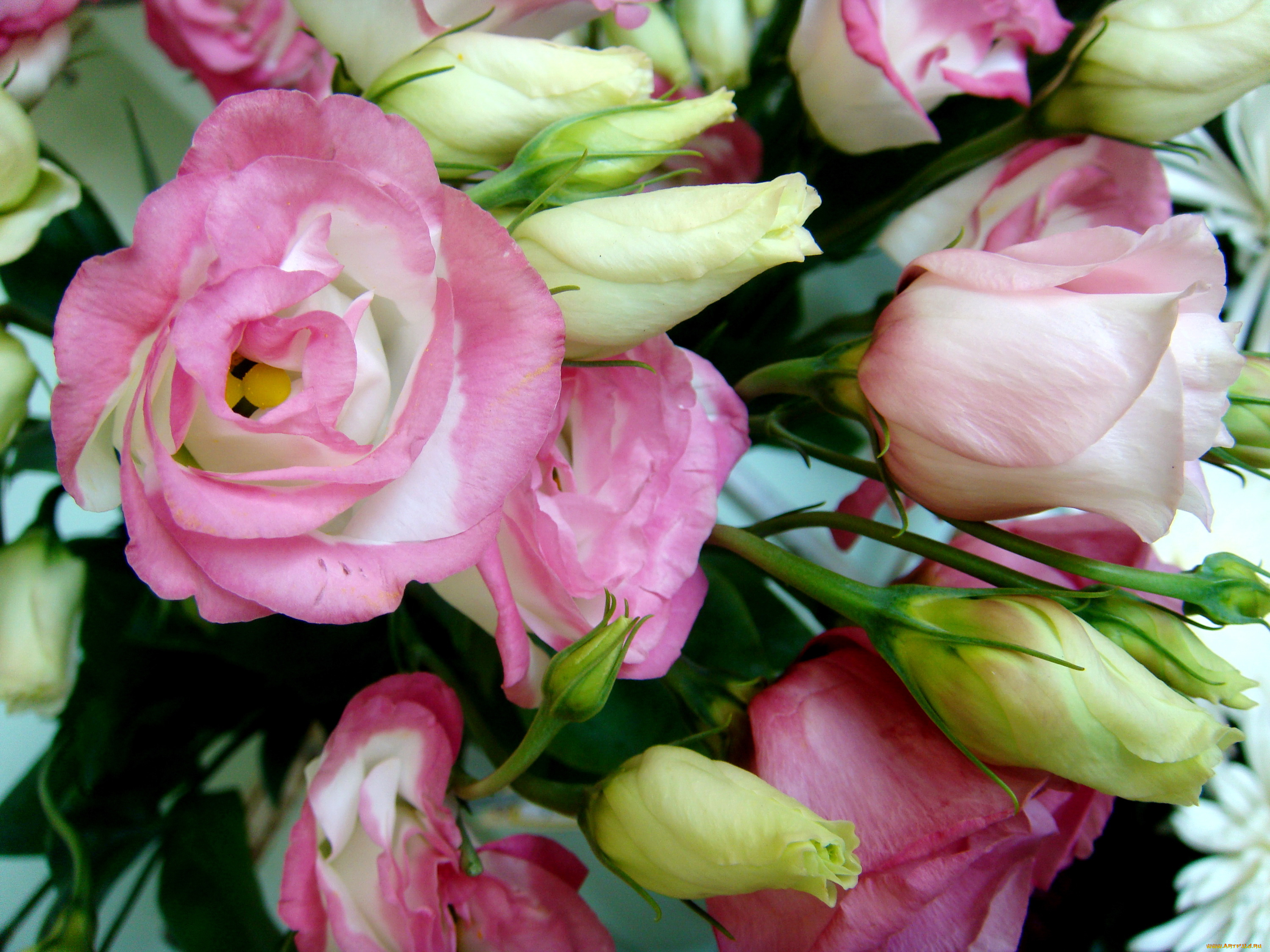 цветы, эустома, букет, много