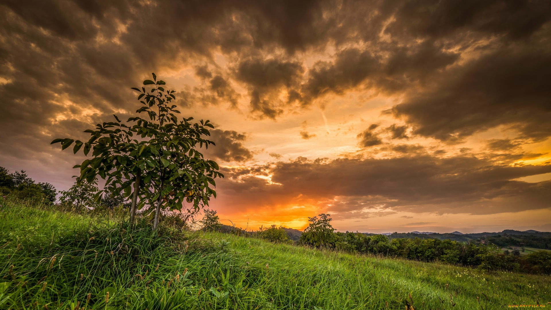 природа, восходы, закаты, поле, закат, дерево