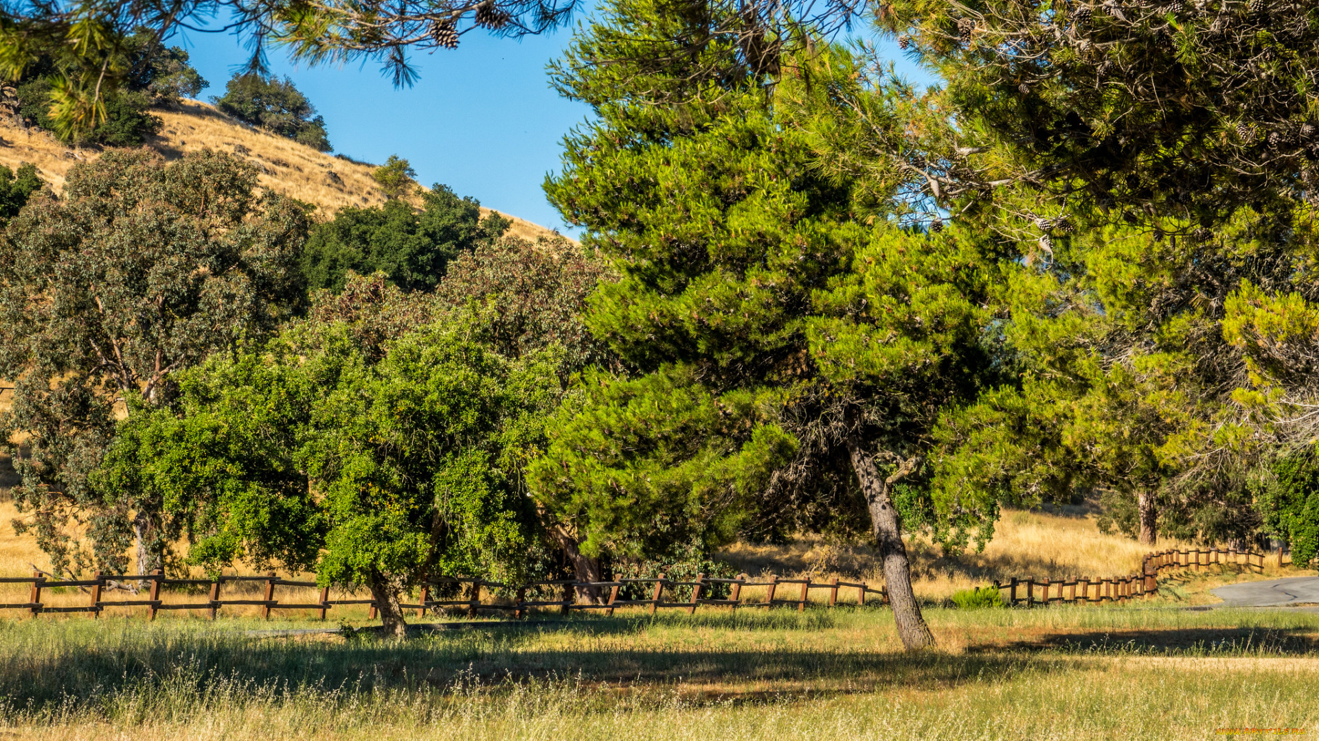 природа, деревья, простор