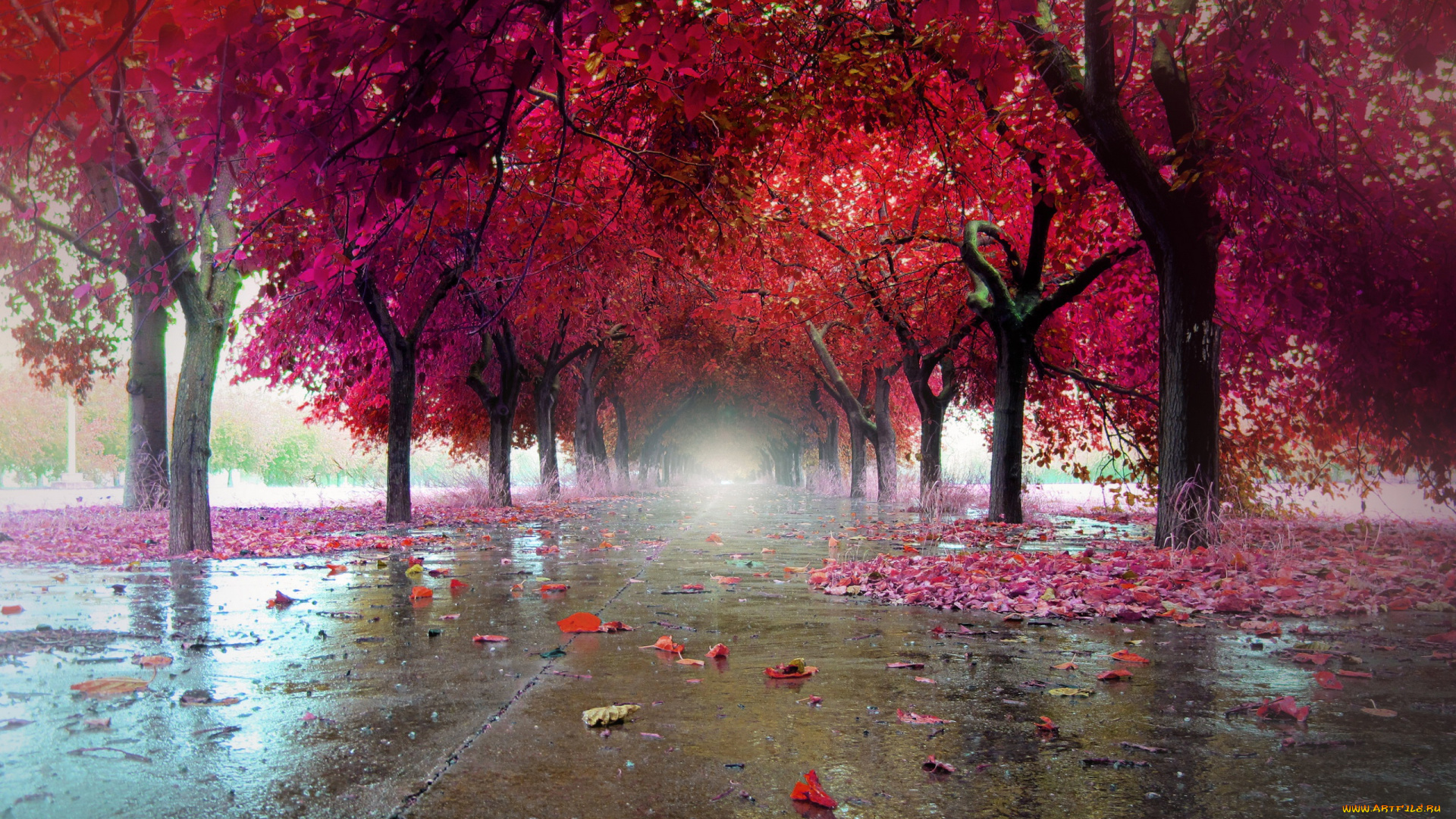 природа, дороги, листья, город, осень, улица