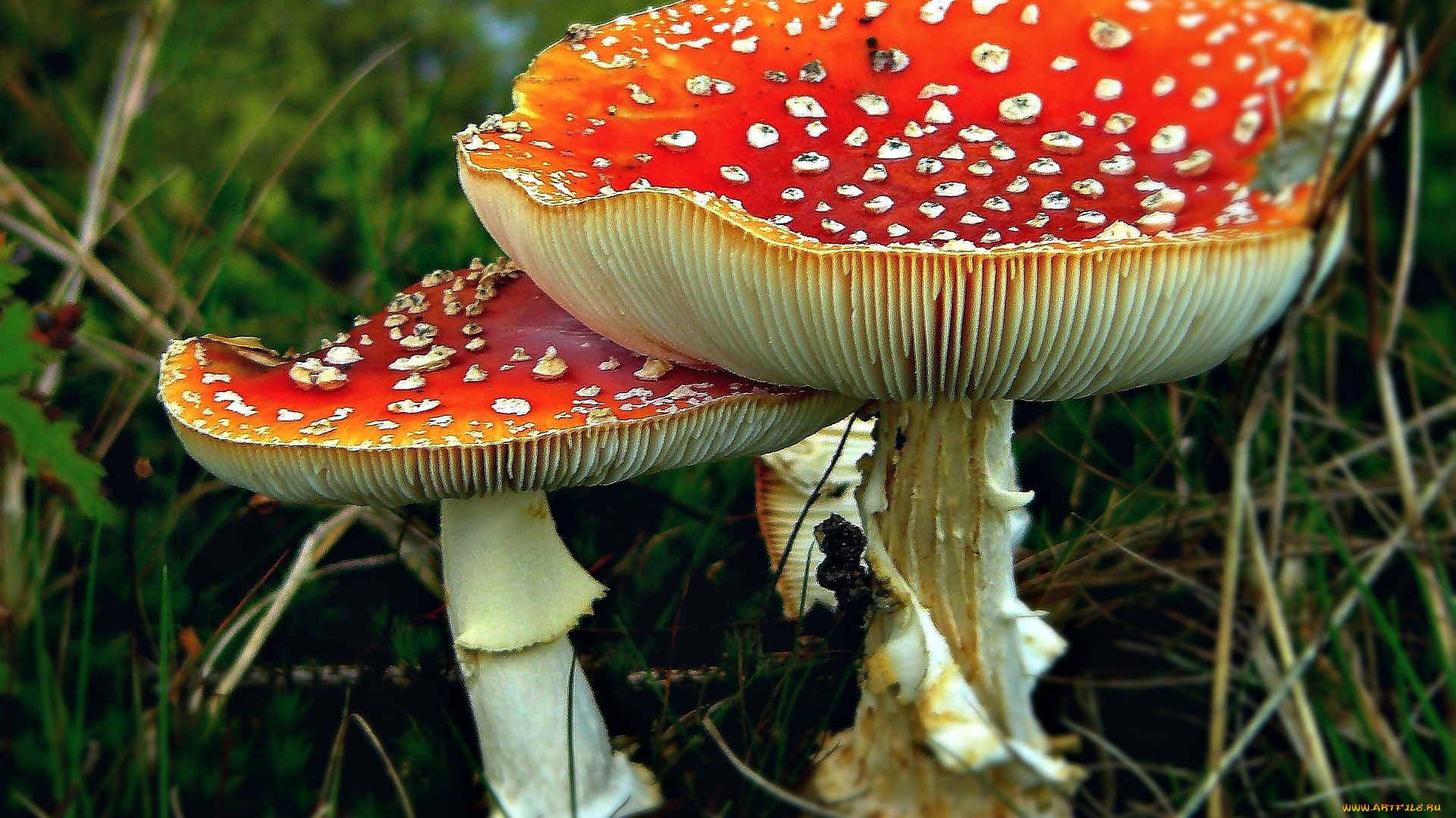 природа, грибы, , мухомор, пара