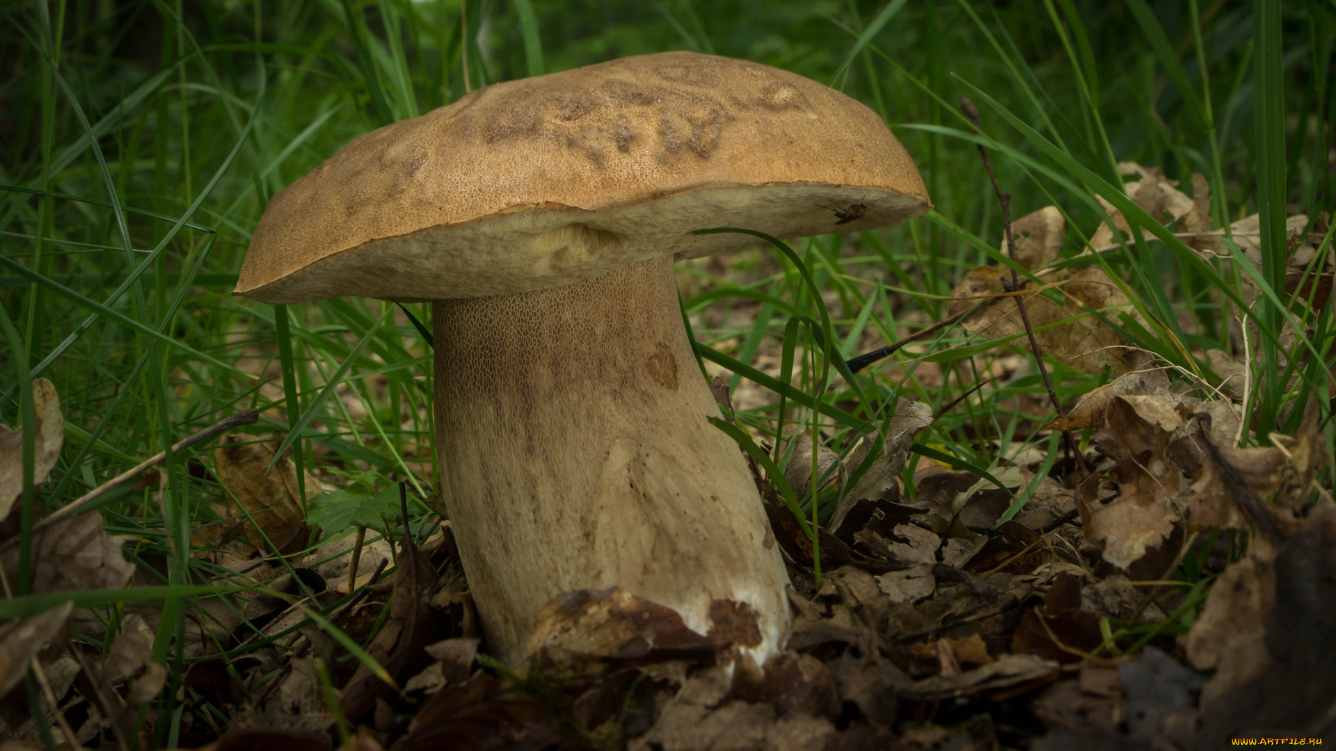 природа, грибы, грибочек