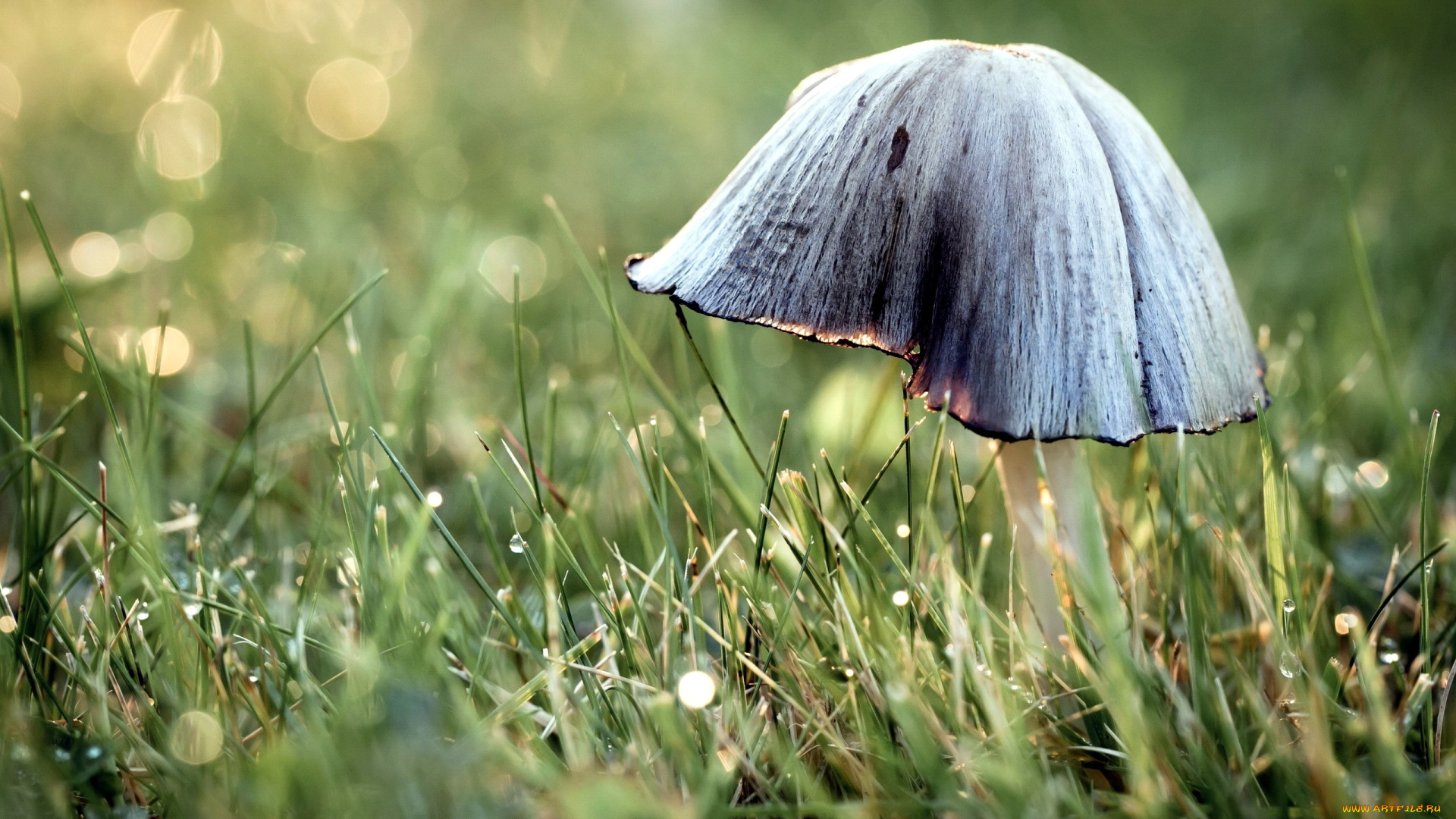 природа, грибы, капли, боке, необычный