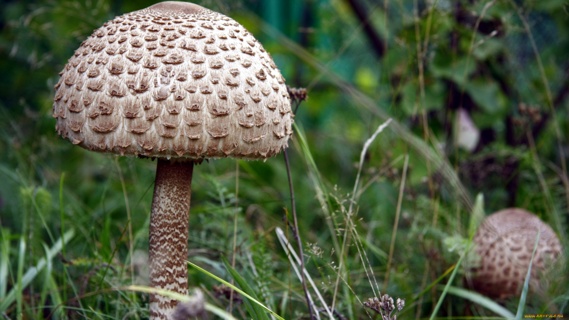 природа, грибы, трава, зонтик