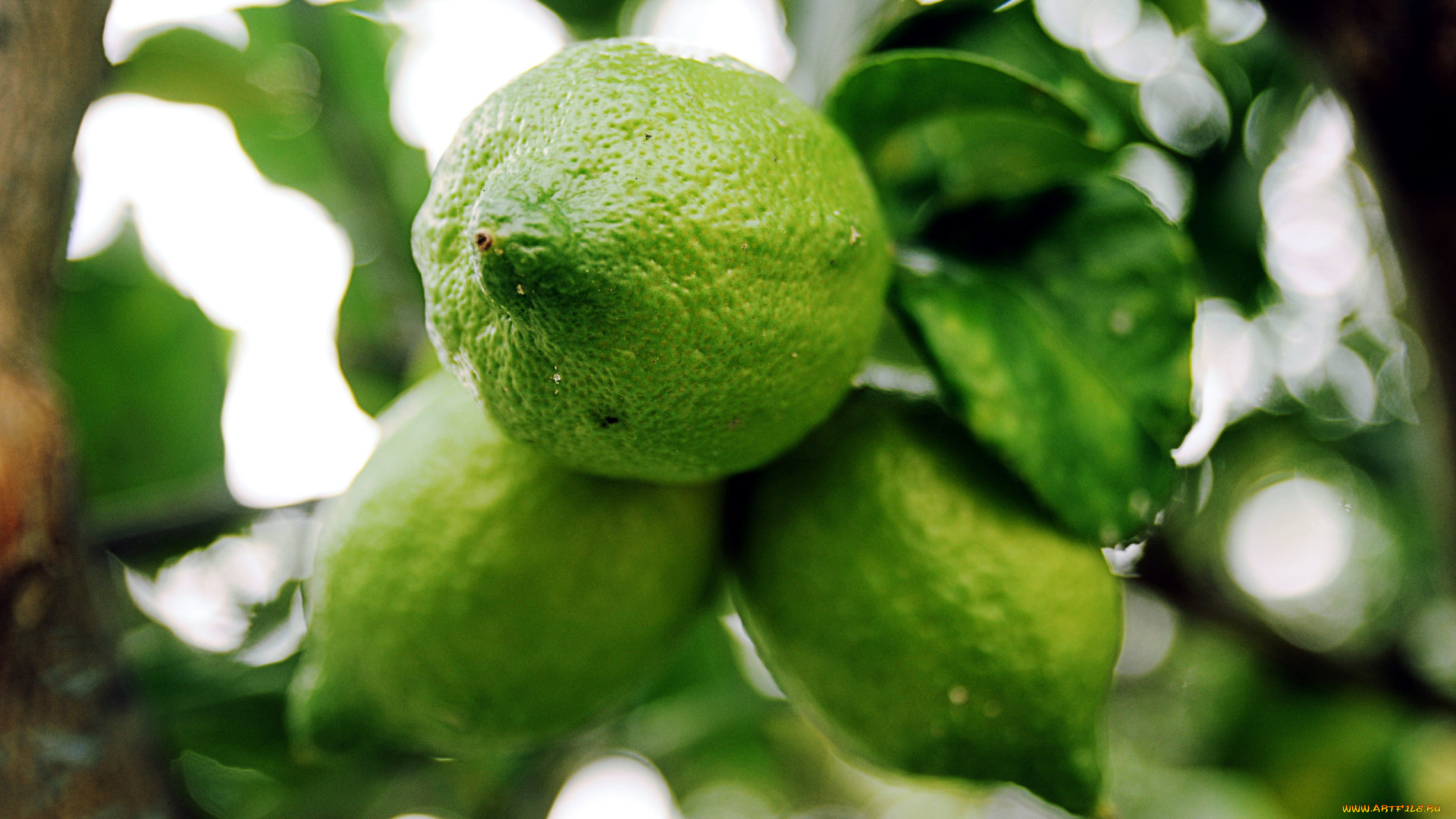 природа, плоды, зеленые, лимоны, цитрусы, макро