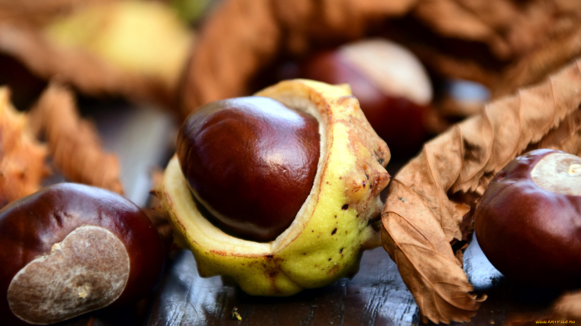 природа, шишки, , жёлуди, , каштаны, листья, каштаны