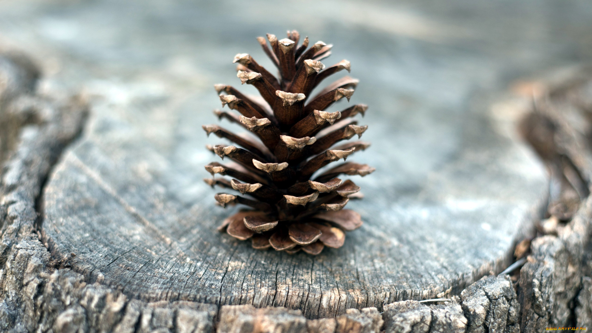 природа, шишки, , жёлуди, , каштаны, пень, шишка, одинокая