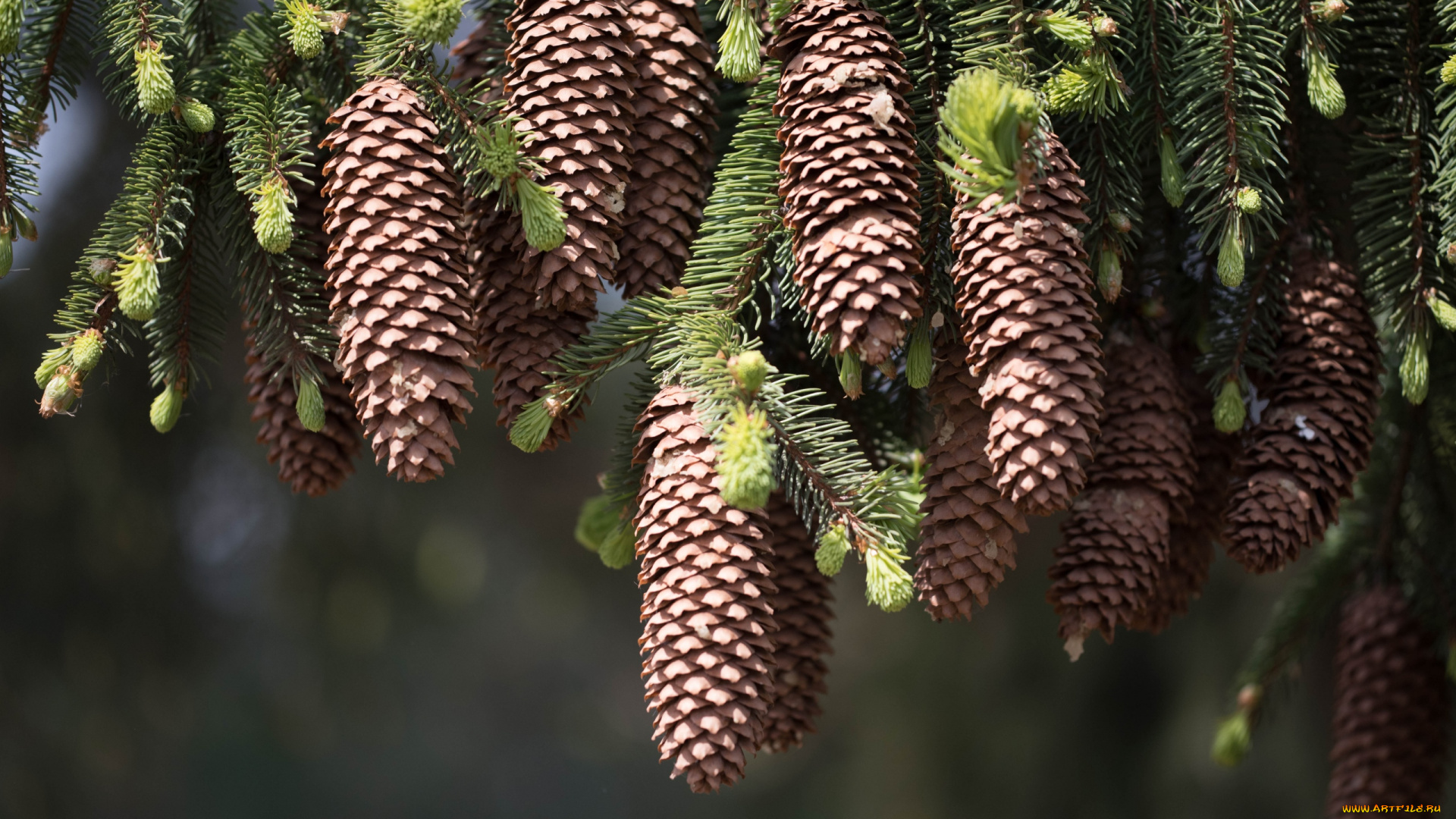 природа, шишки, , жёлуди, , каштаны, ветка, много