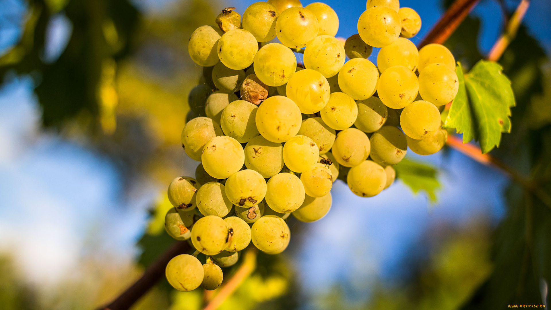 природа, Ягоды, , виноград, лоза