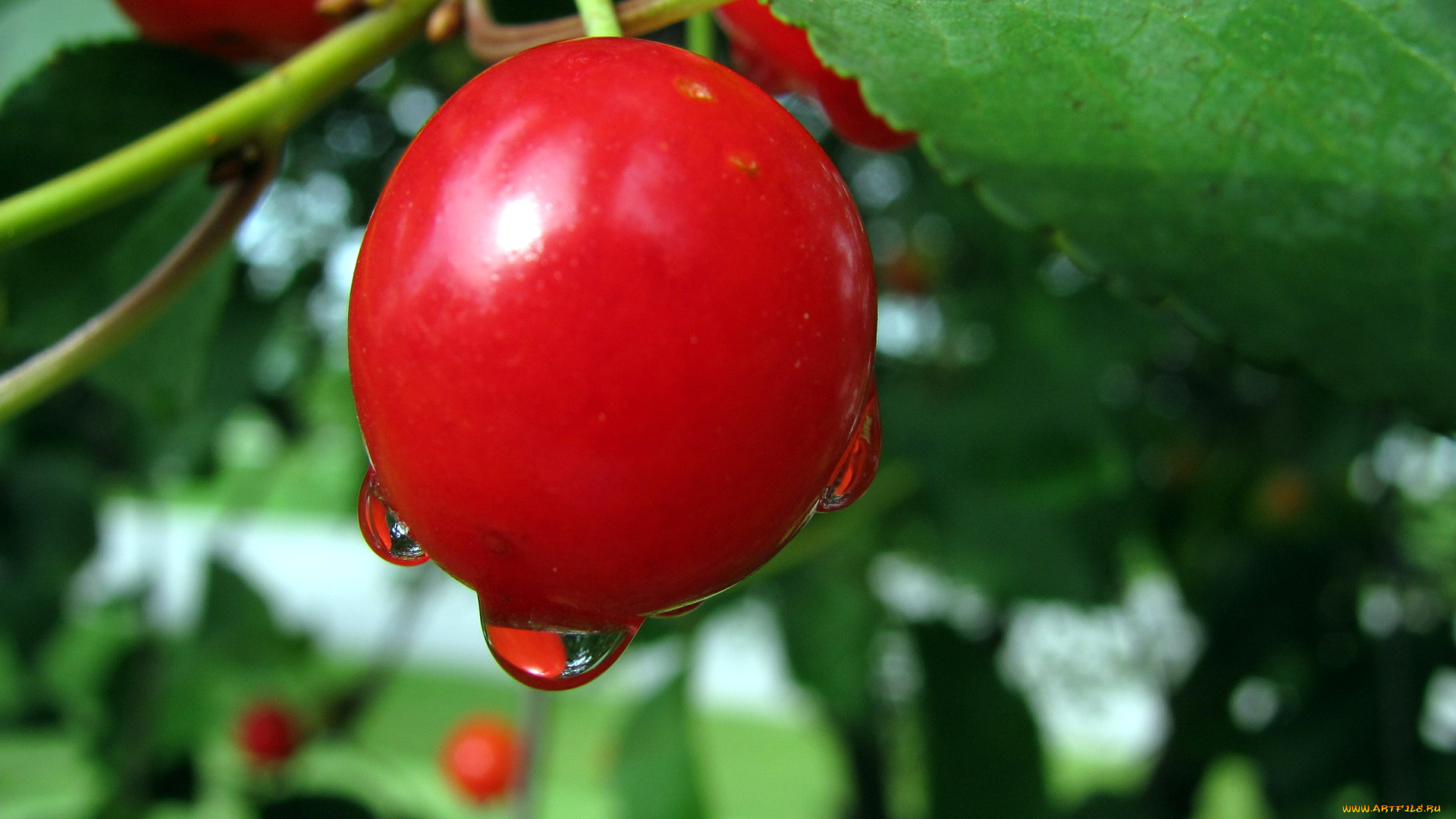 природа, Ягоды, вишня, макро, капли
