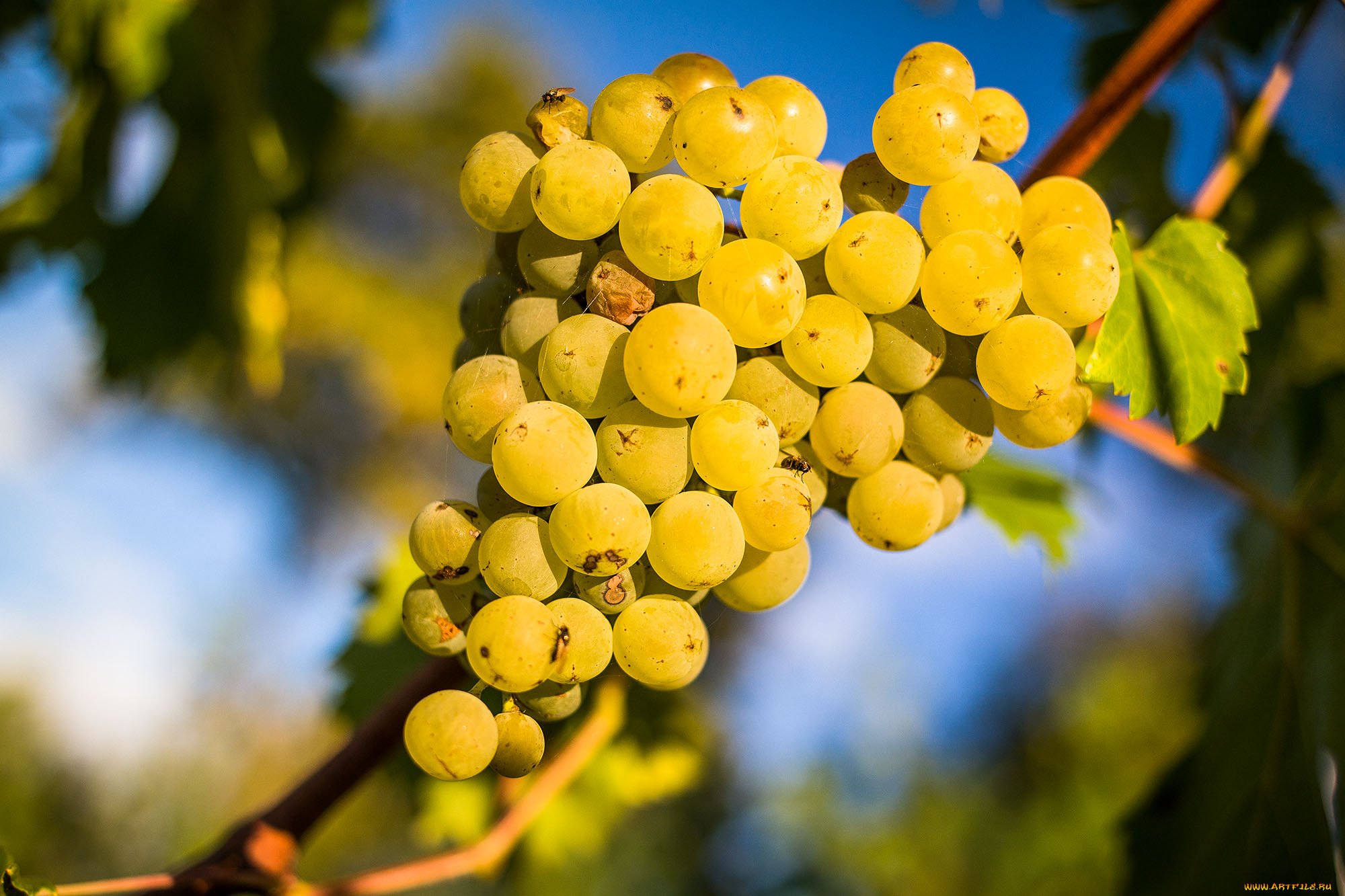 природа, Ягоды, , виноград, лоза