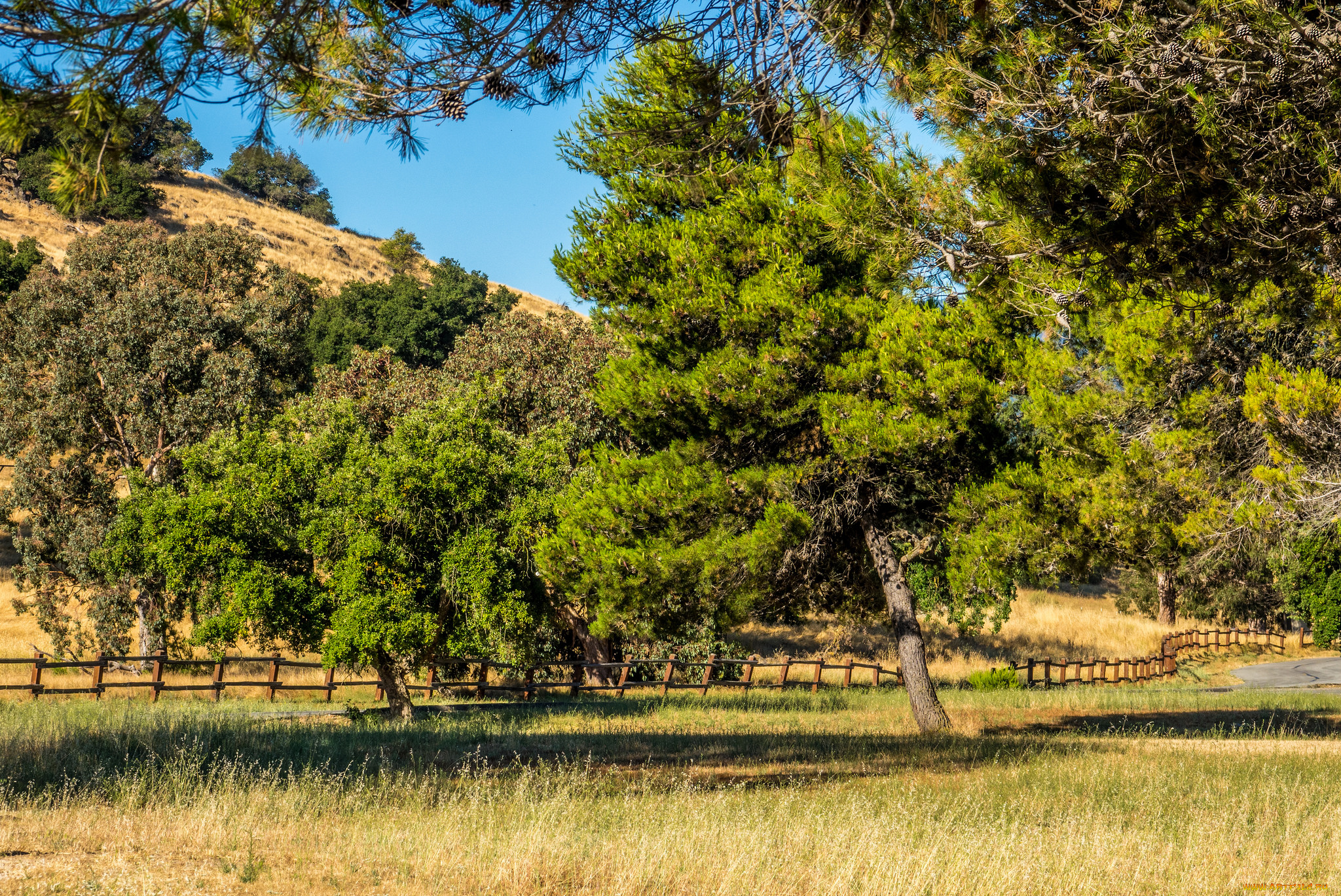 природа, деревья, простор