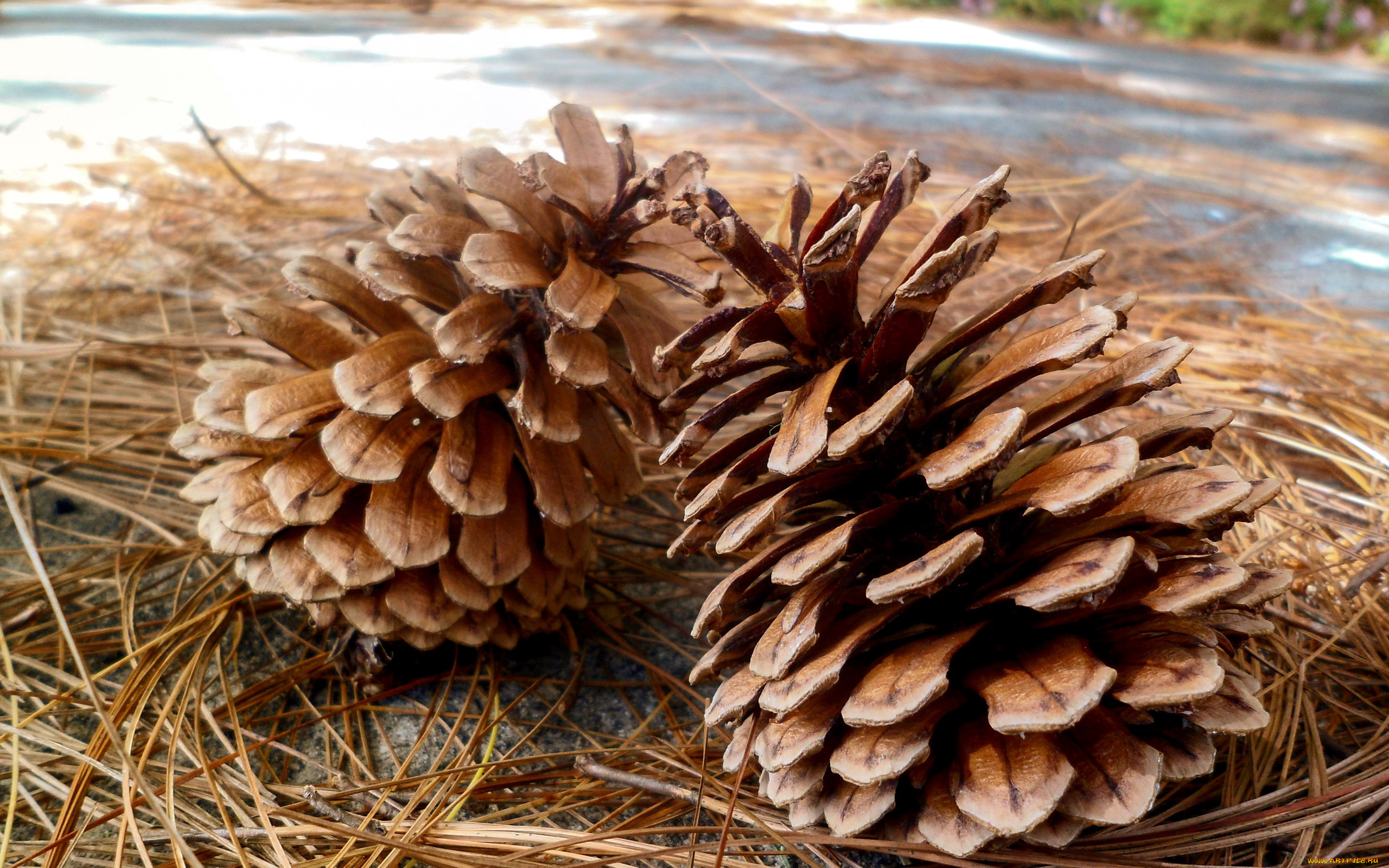 природа, шишки, , жёлуди, , каштаны, иголки, пара