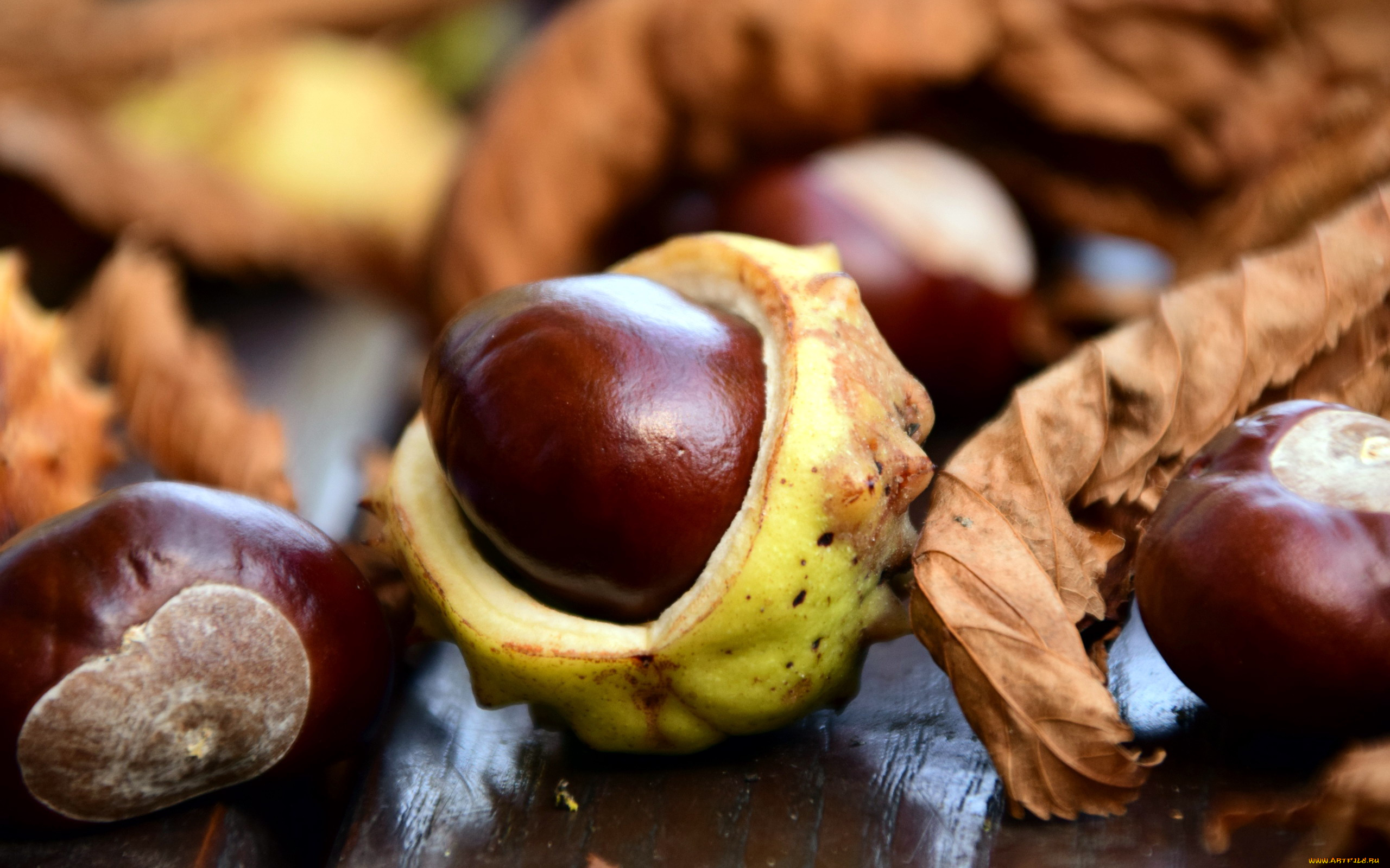 природа, шишки, , жёлуди, , каштаны, листья, каштаны