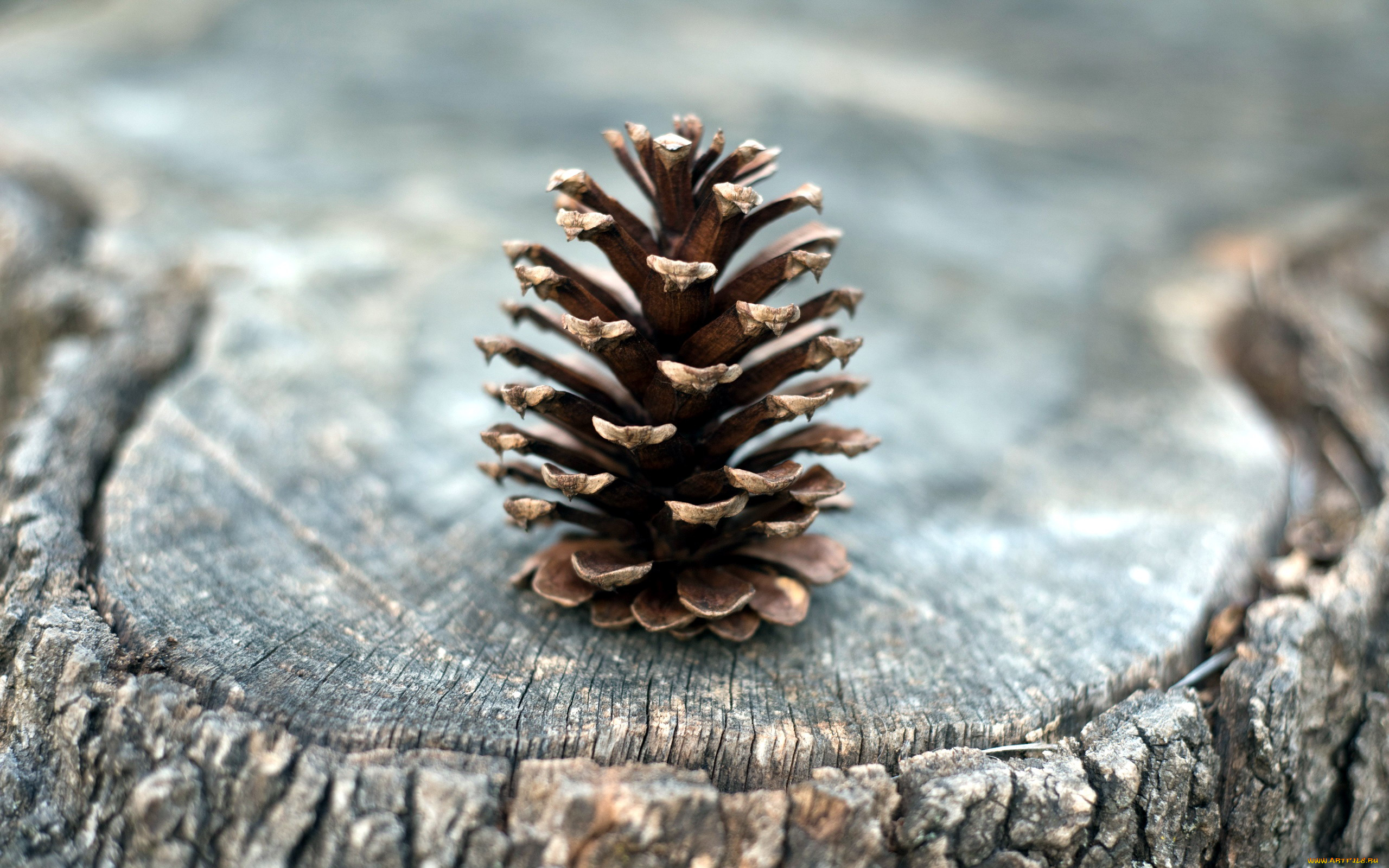 природа, шишки, , жёлуди, , каштаны, пень, шишка, одинокая