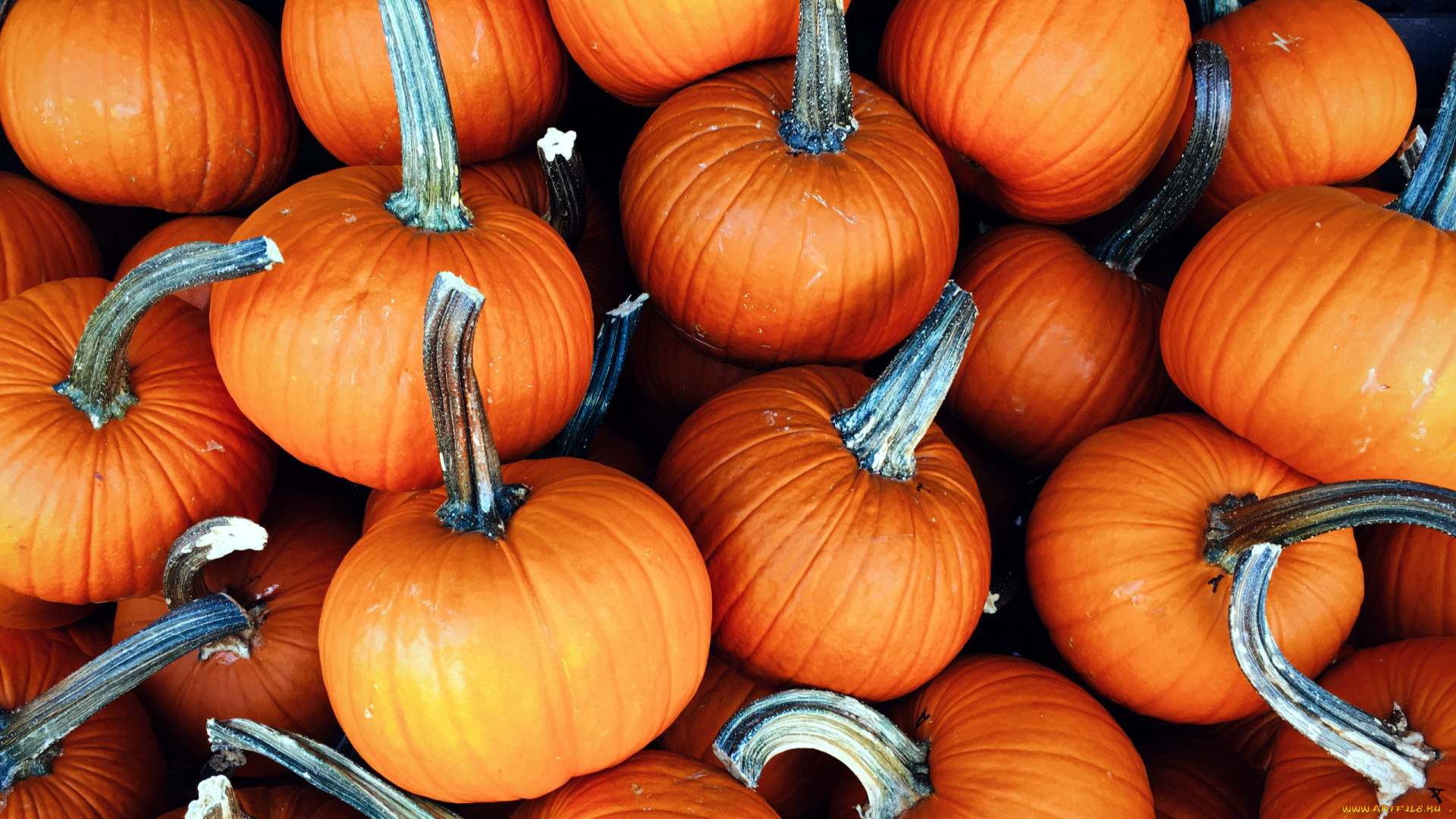 еда, тыква, урожай