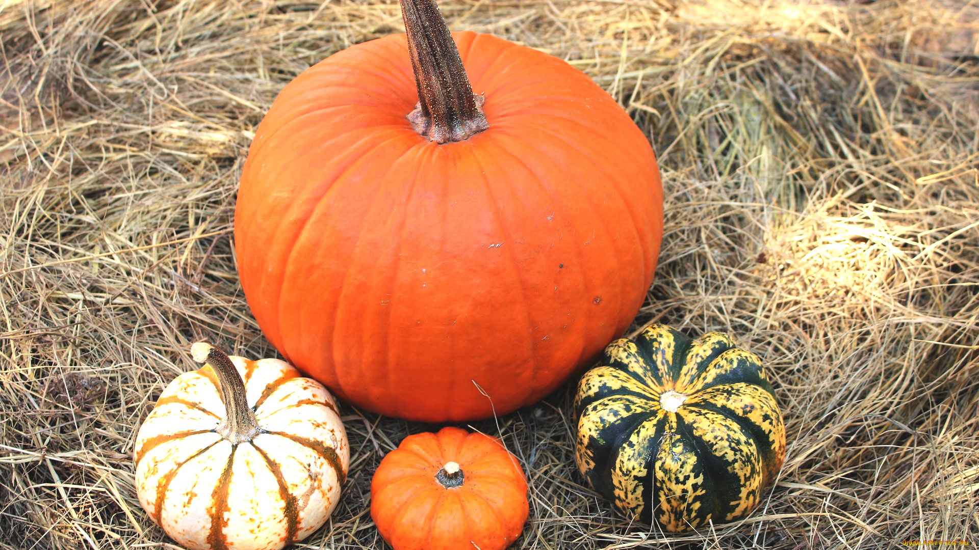 еда, тыква, урожай, тыквы, сено