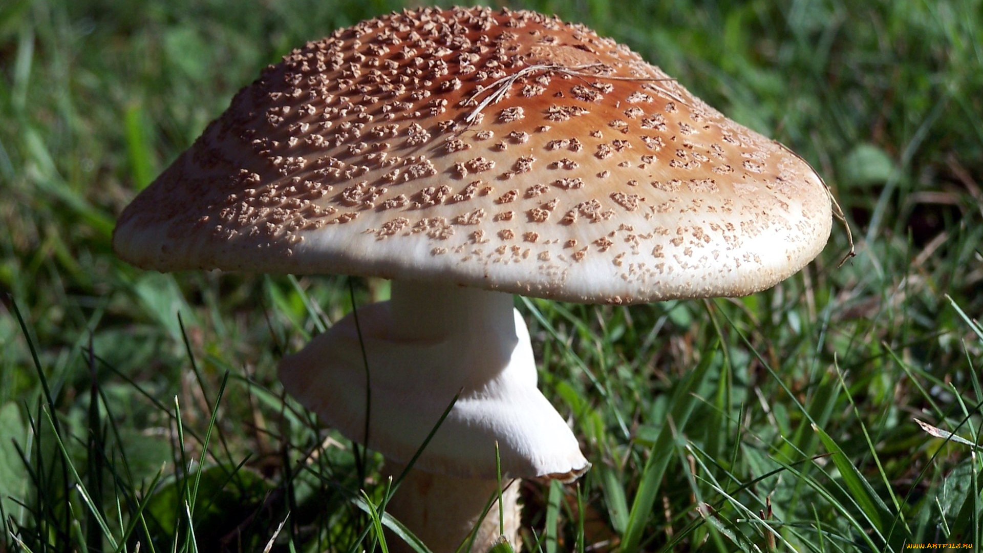 природа, грибы, , мухомор, макро
