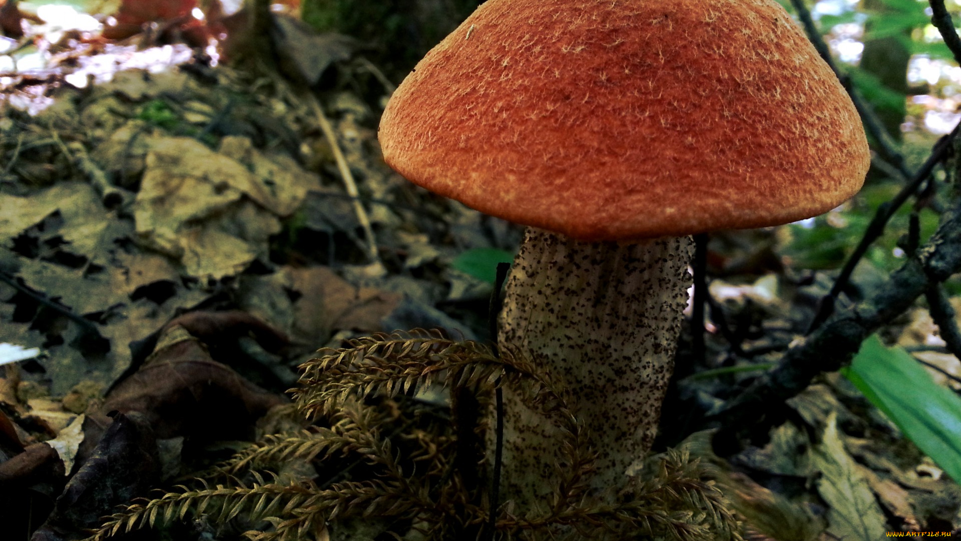 природа, грибы, подосиновик
