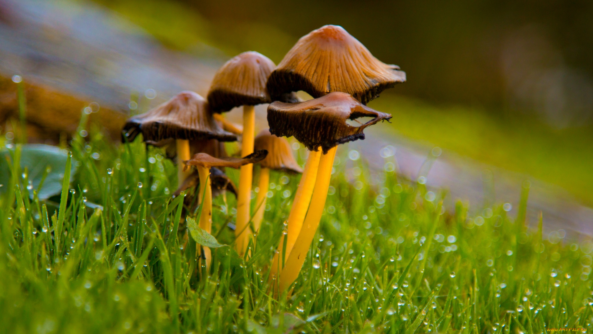 природа, грибы, трава, капли