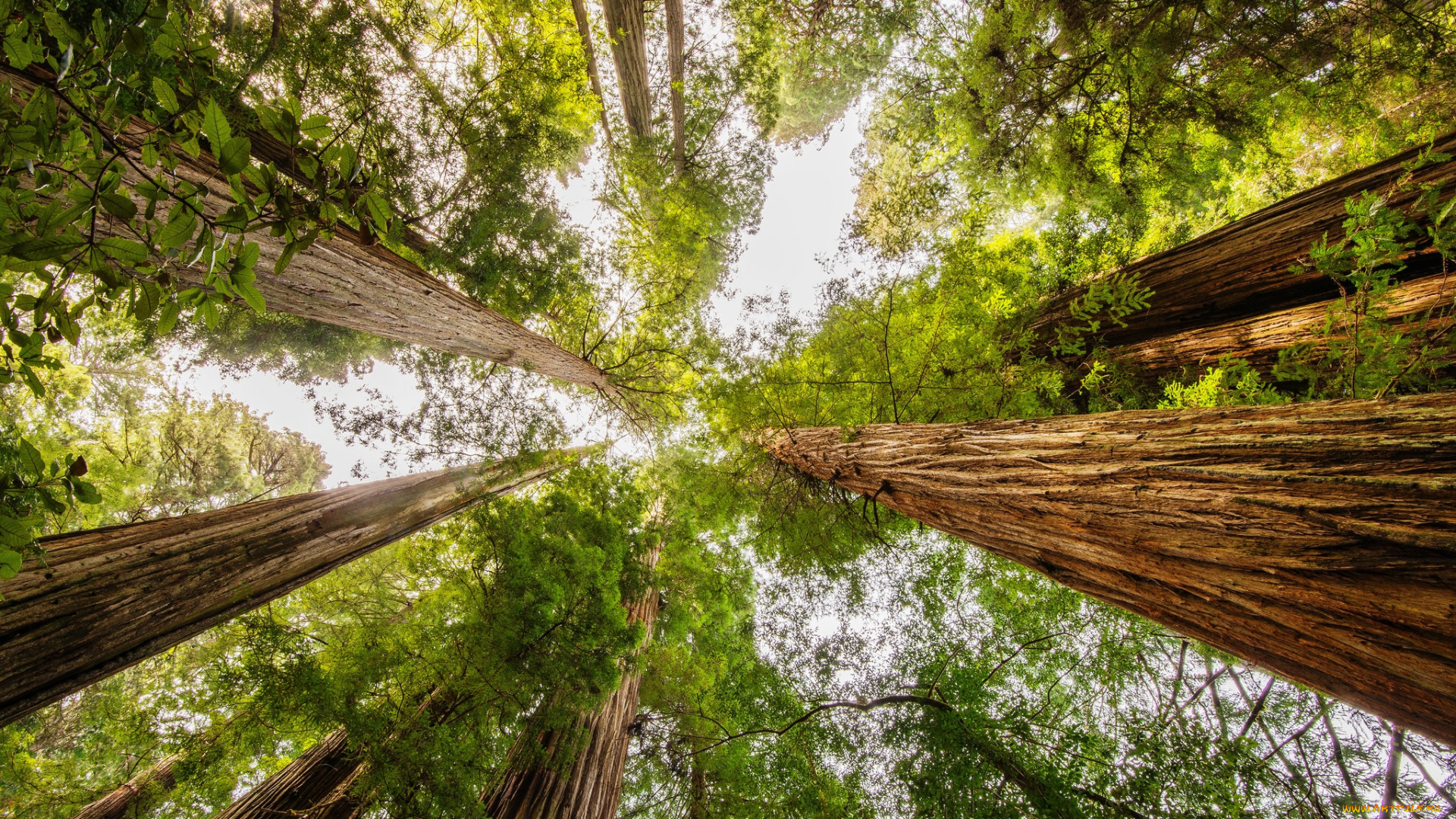 природа, лес