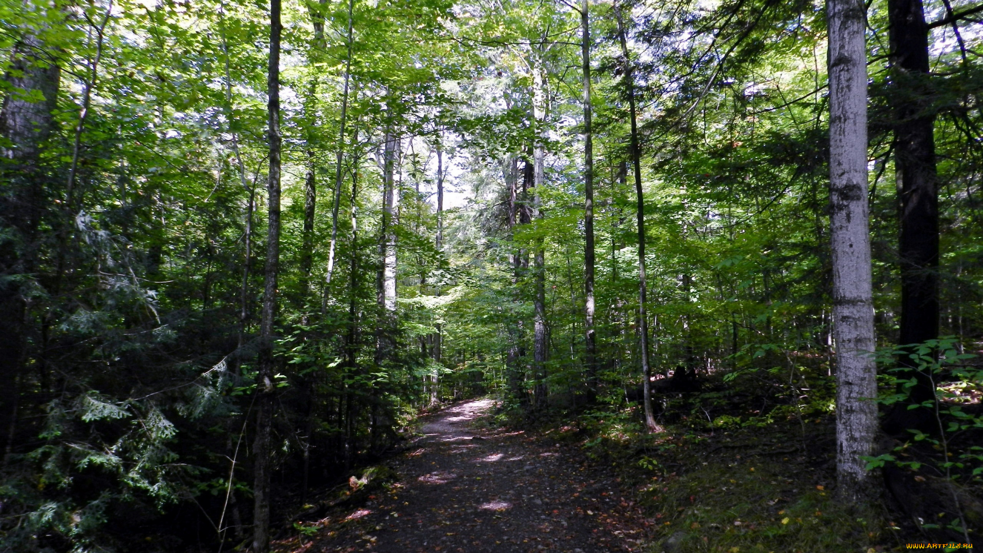 природа, лес, березы, тропинка, елки