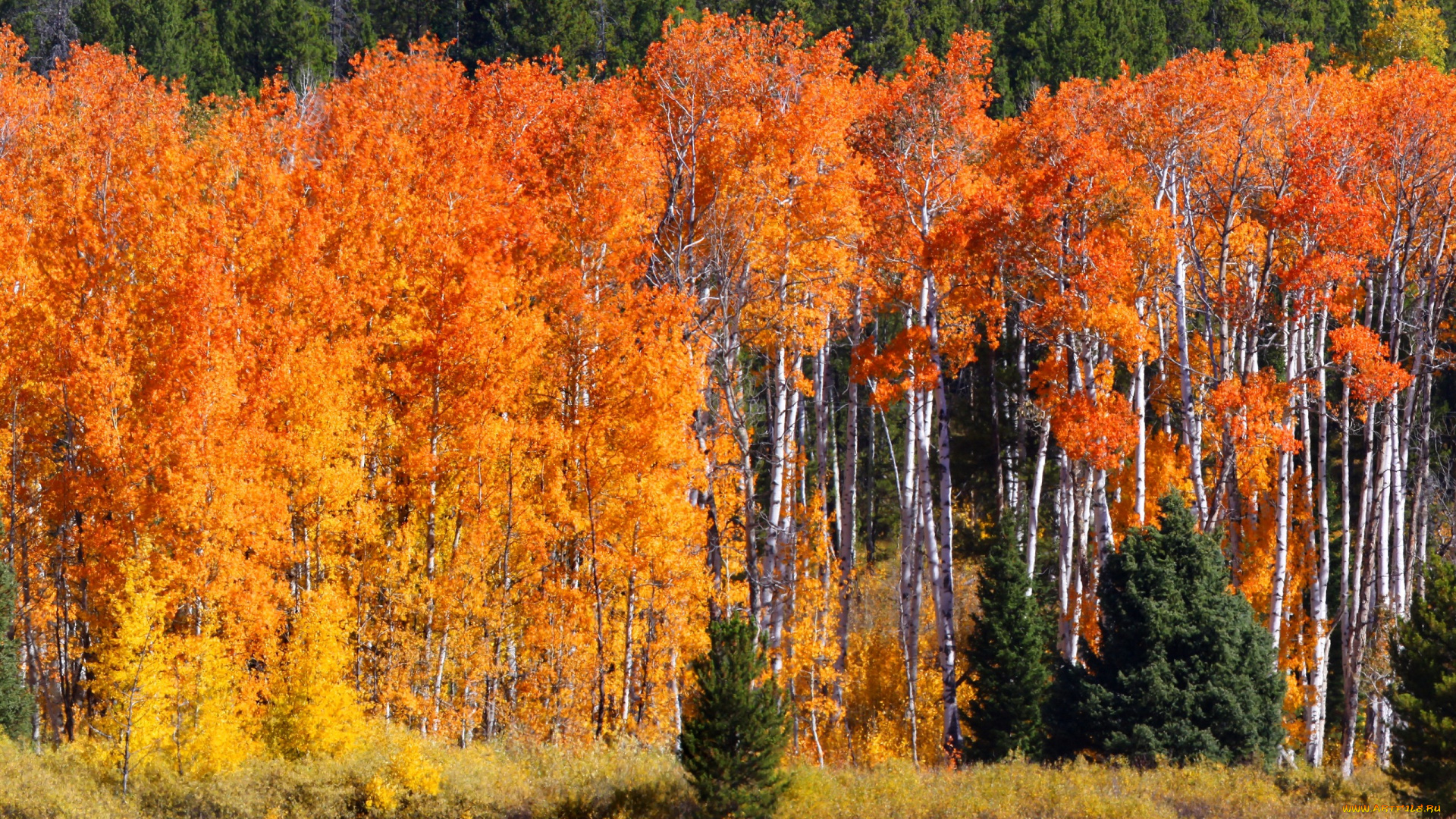 природа, лес, солнечно, поле, деревья, трава, осень, березы