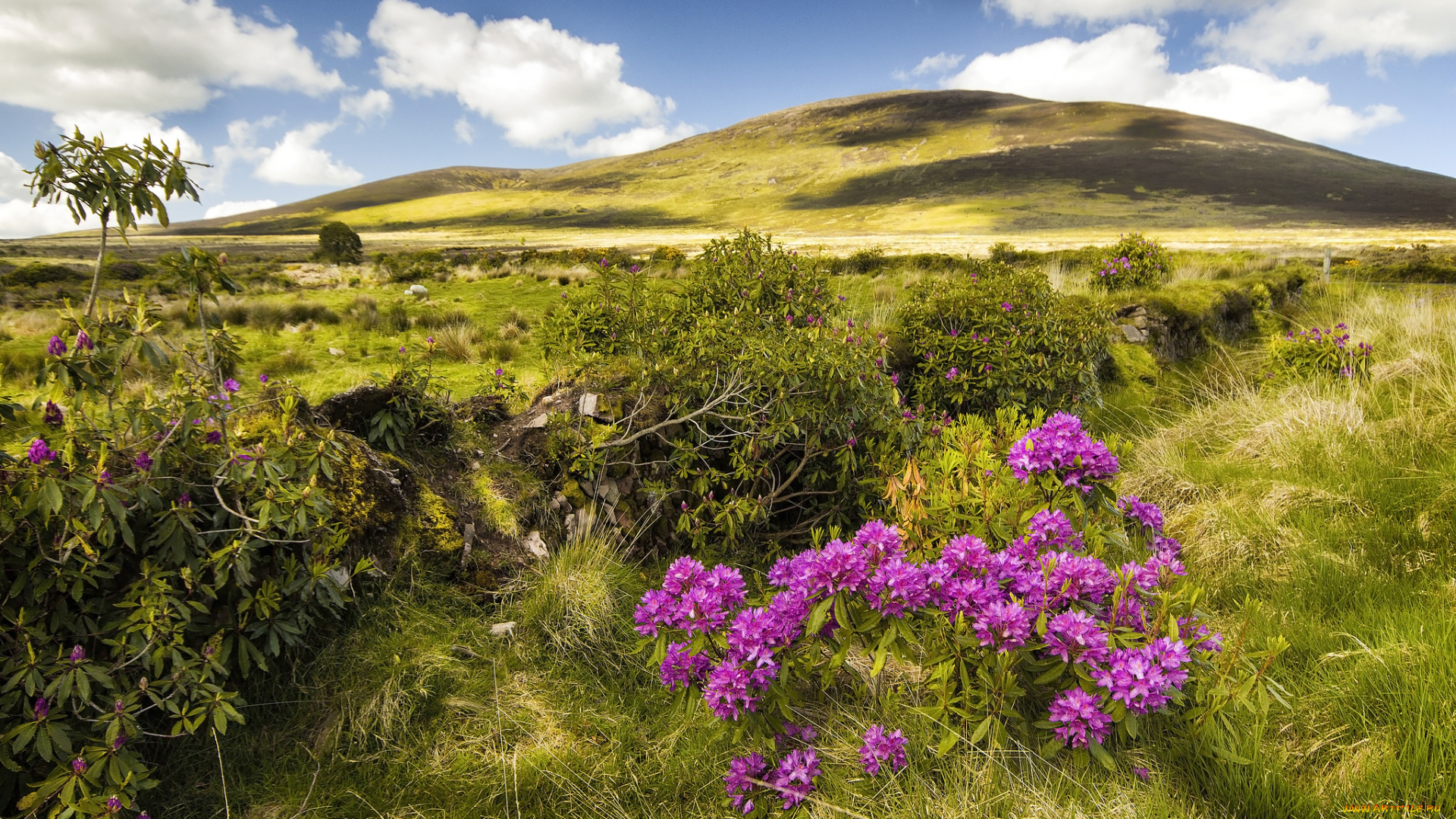 природа, луга, простор