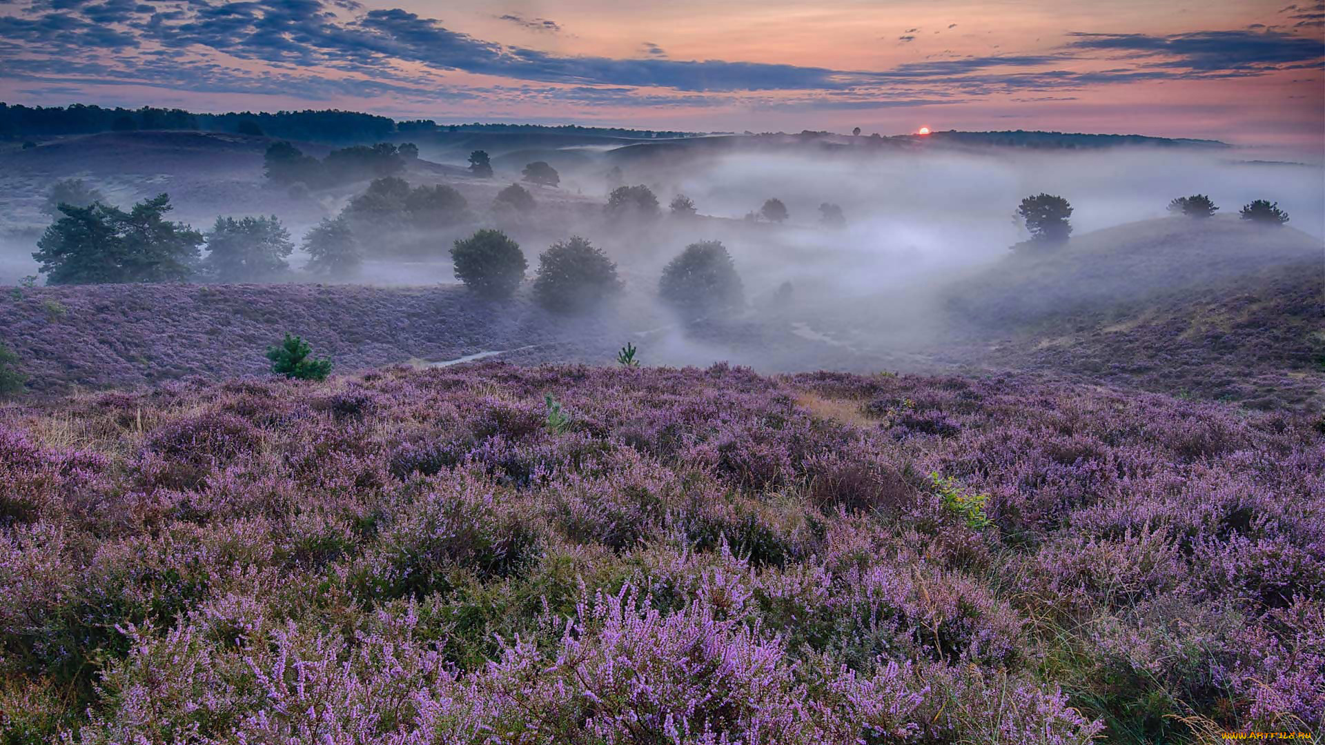 природа, луга, туман, вереск