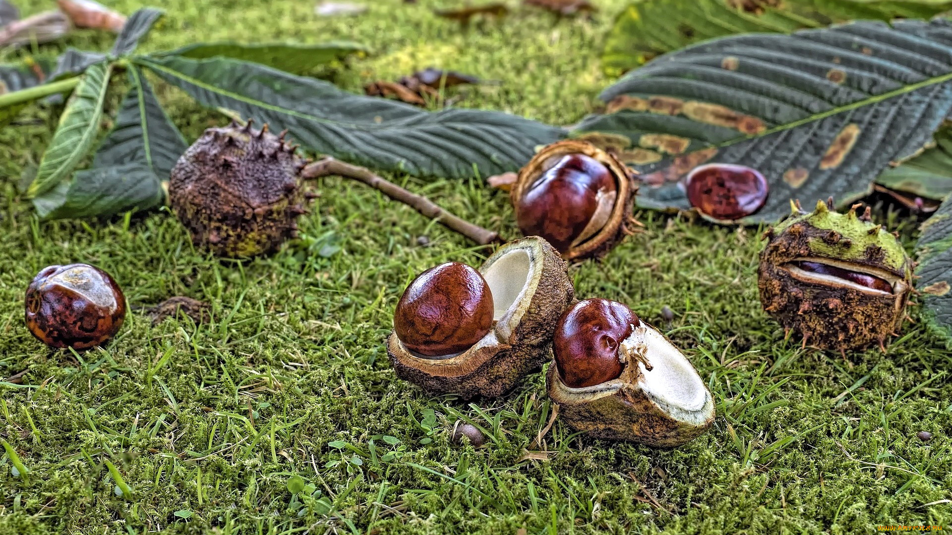 природа, шишки, , жёлуди, , каштаны, каштаны