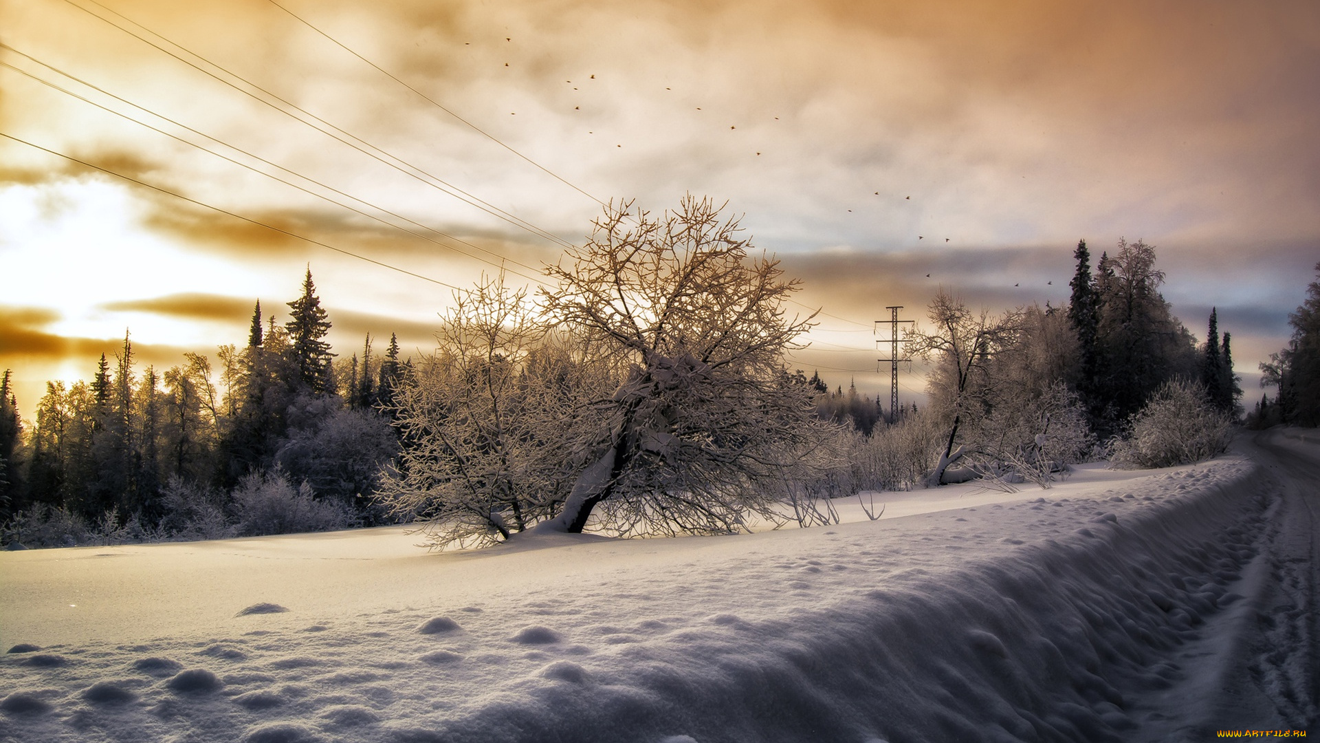 природа, зима, дорога, деревья, птицы, небо, снег