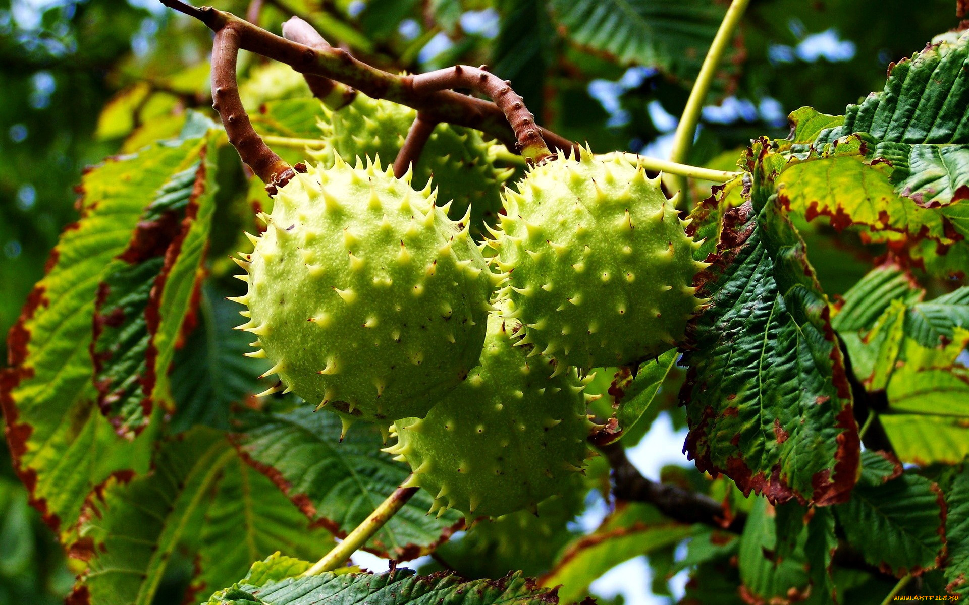 природа, шишки, , жёлуди, , каштаны, зеленые, каштаны, ветка