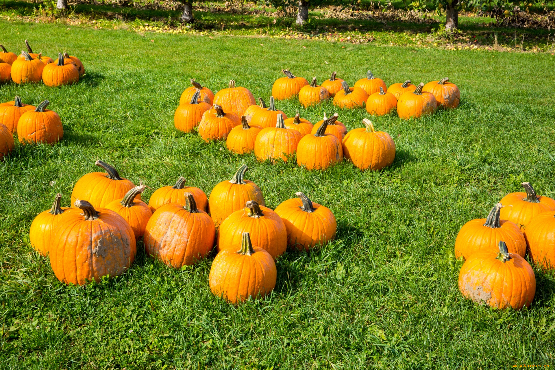 еда, тыква, тыквы, урожай