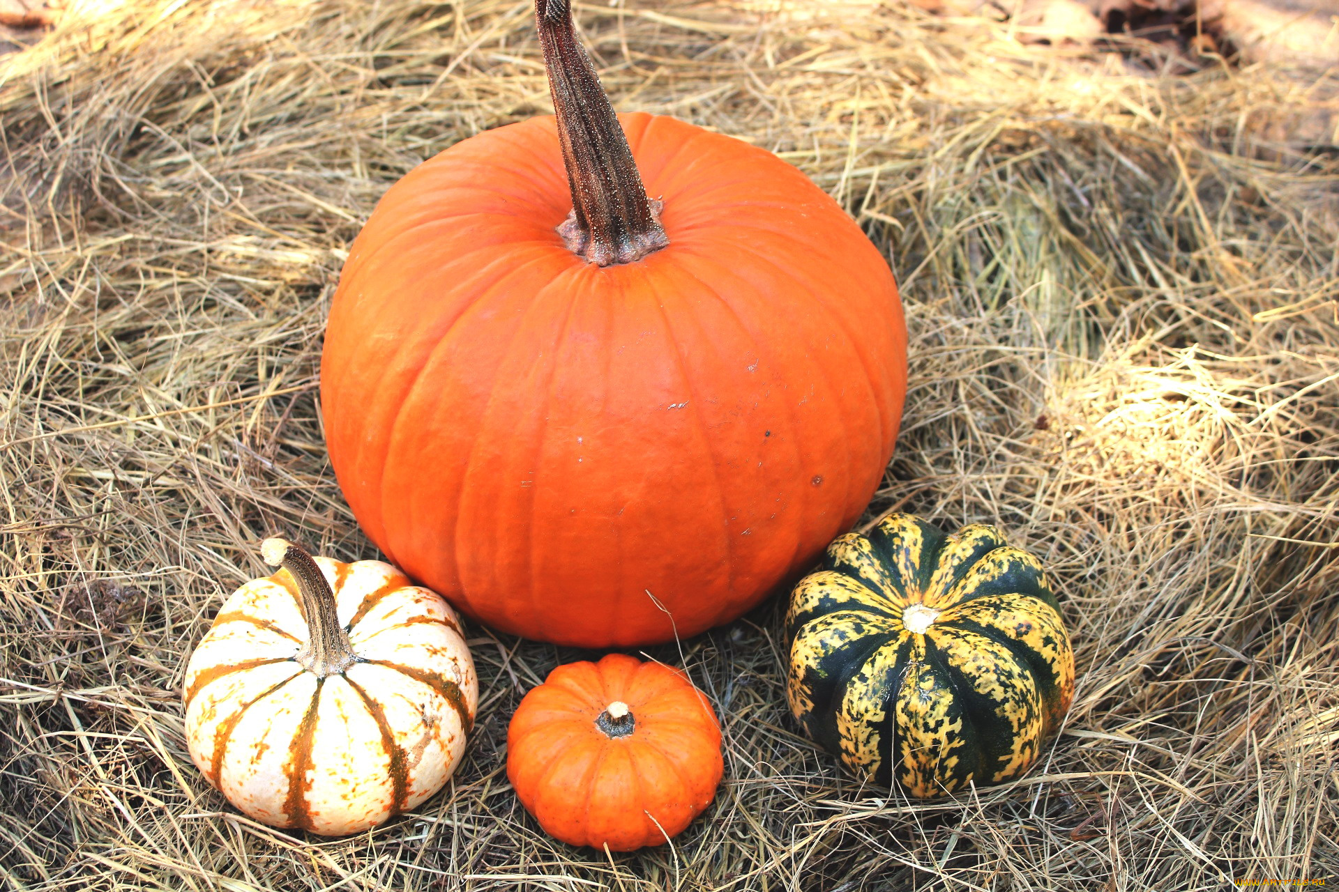 еда, тыква, урожай, тыквы, сено