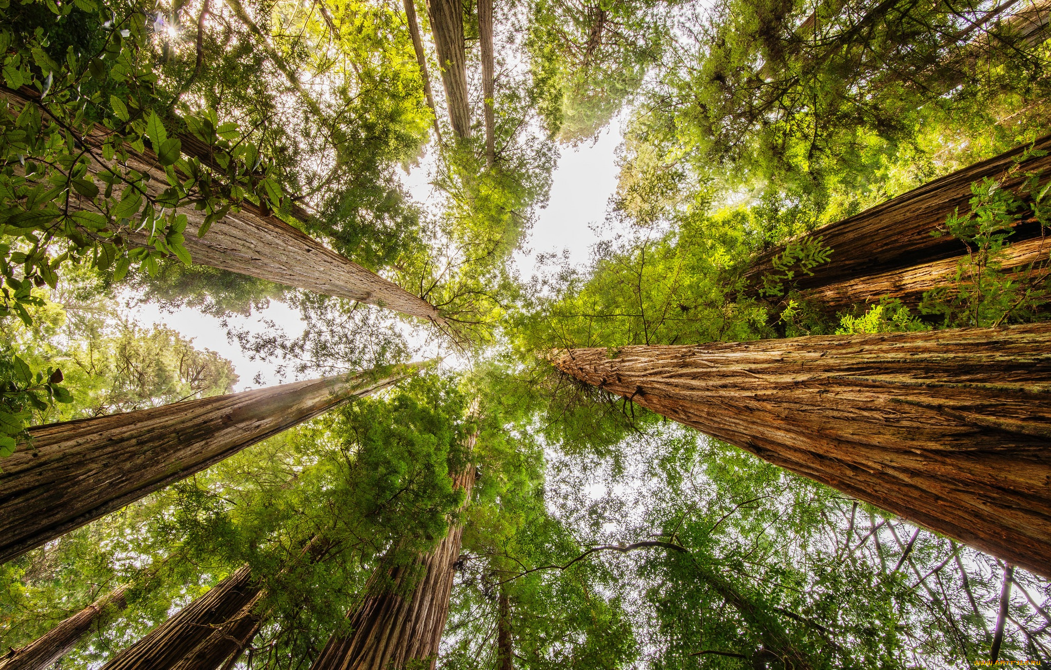 природа, лес