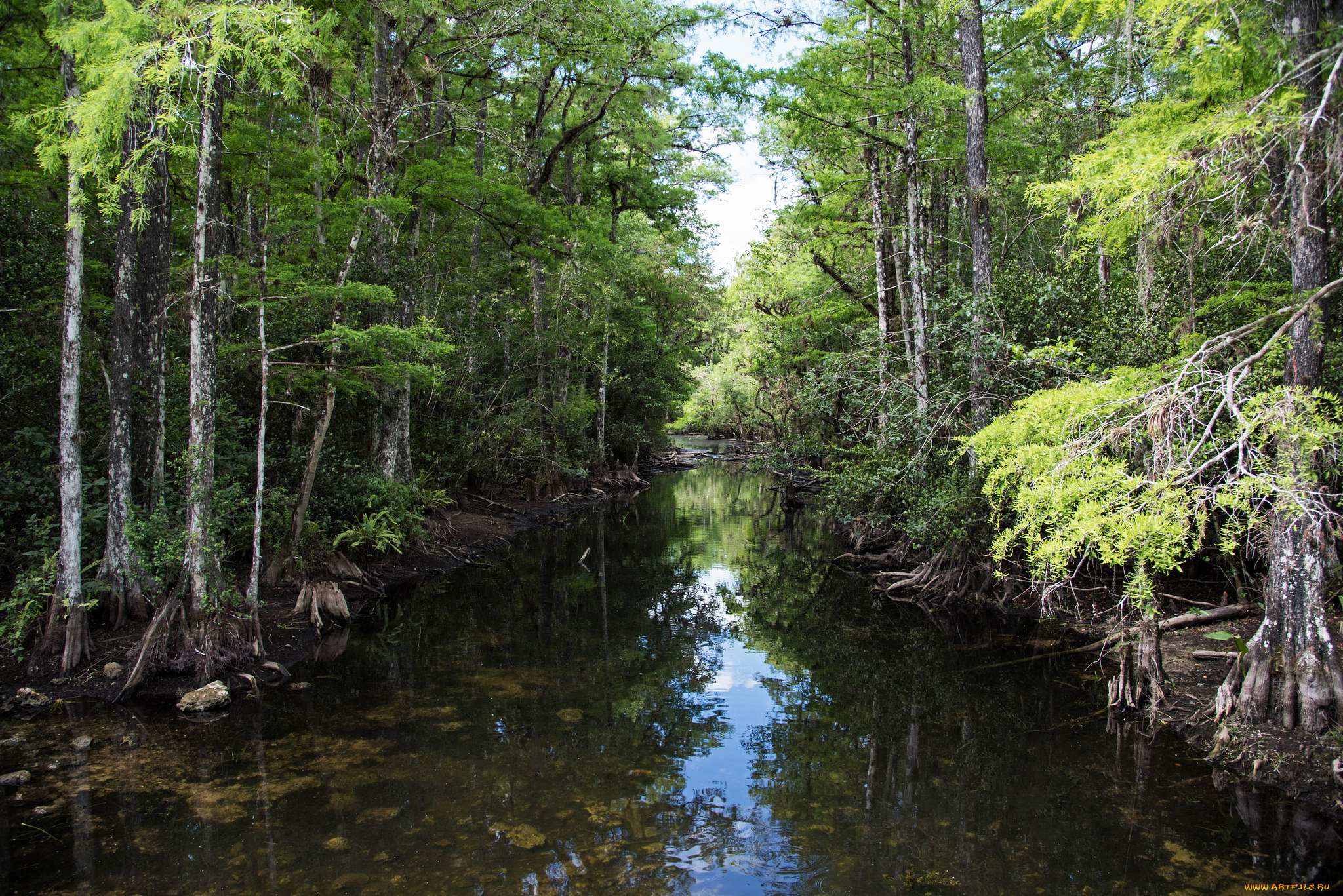 природа, реки, озера, лес
