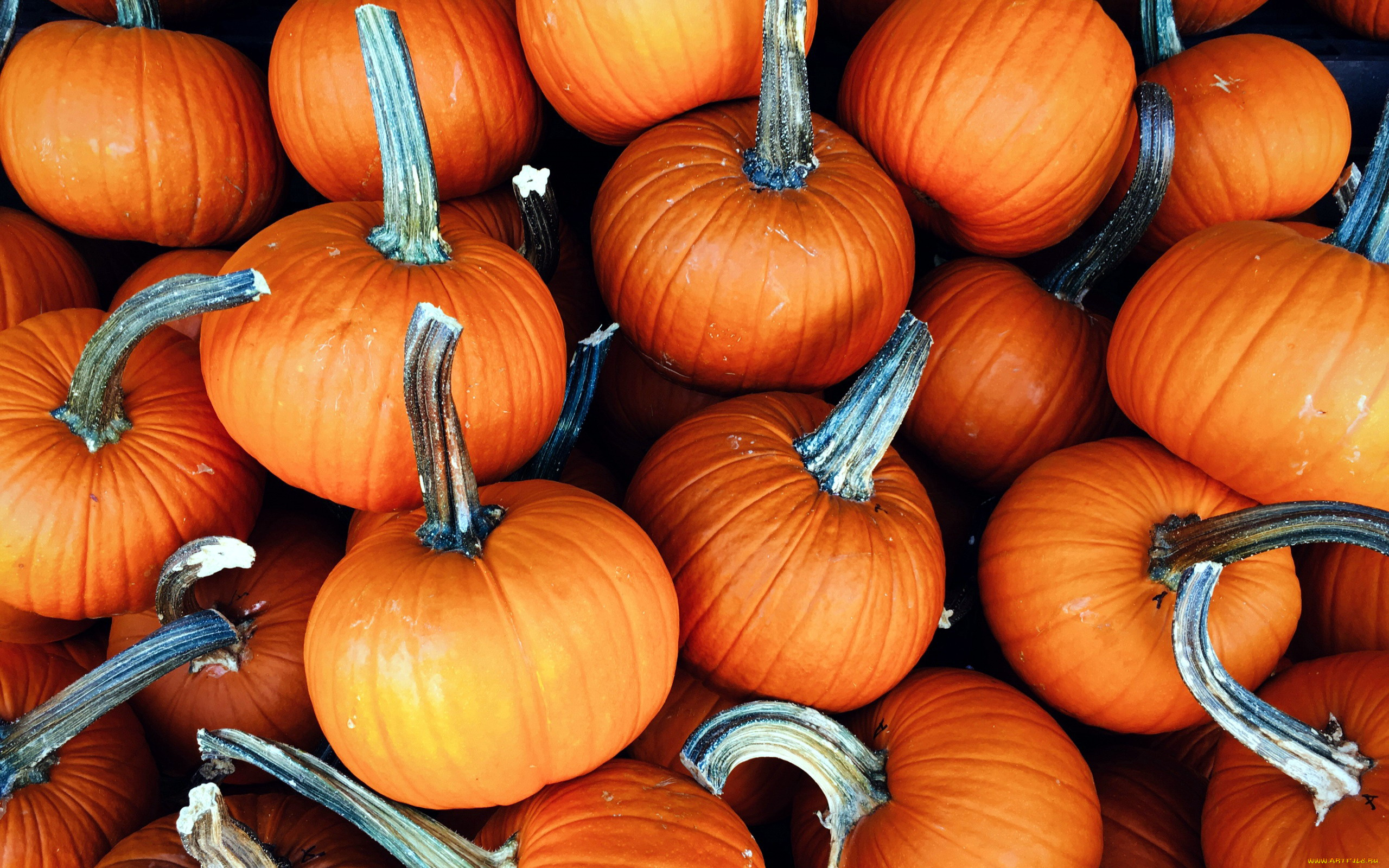 еда, тыква, урожай